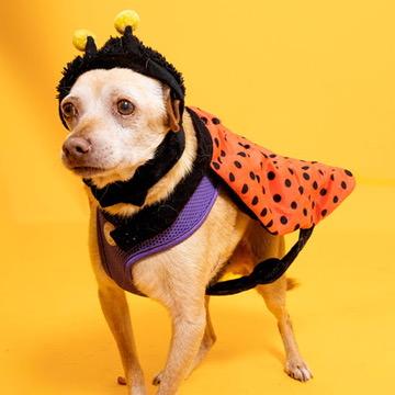 Baja 5592, a Adoptable mixed breed in Boca Raton, FL image 4/5