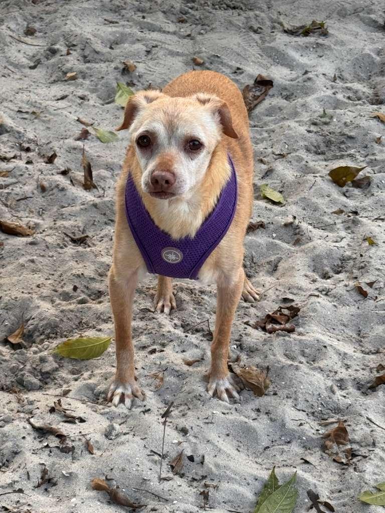 Baja 5592, a Adoptable mixed breed in Boca Raton, FL image 2/5