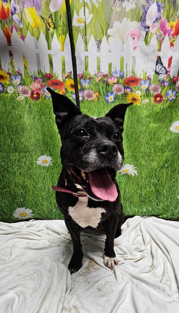 Enlarge Kili, a Adoptable American Staffordshire Terrier in Wabash, IN image 1/2