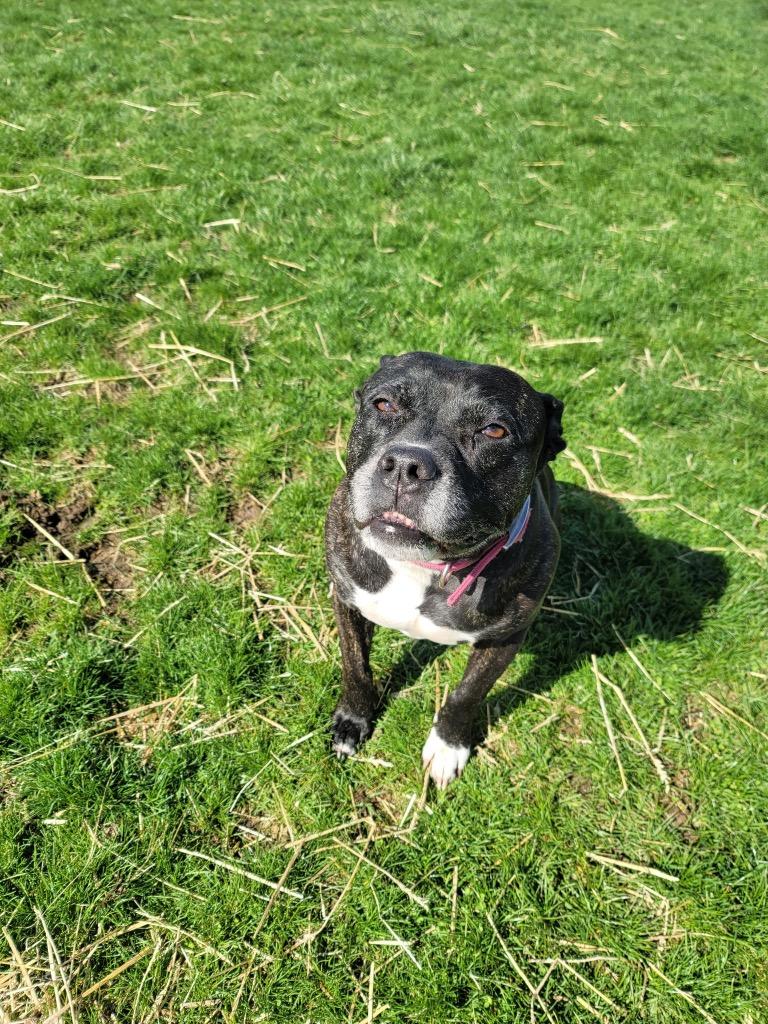 Enlarge Kili, a Adoptable American Staffordshire Terrier in Wabash, IN image 2/2