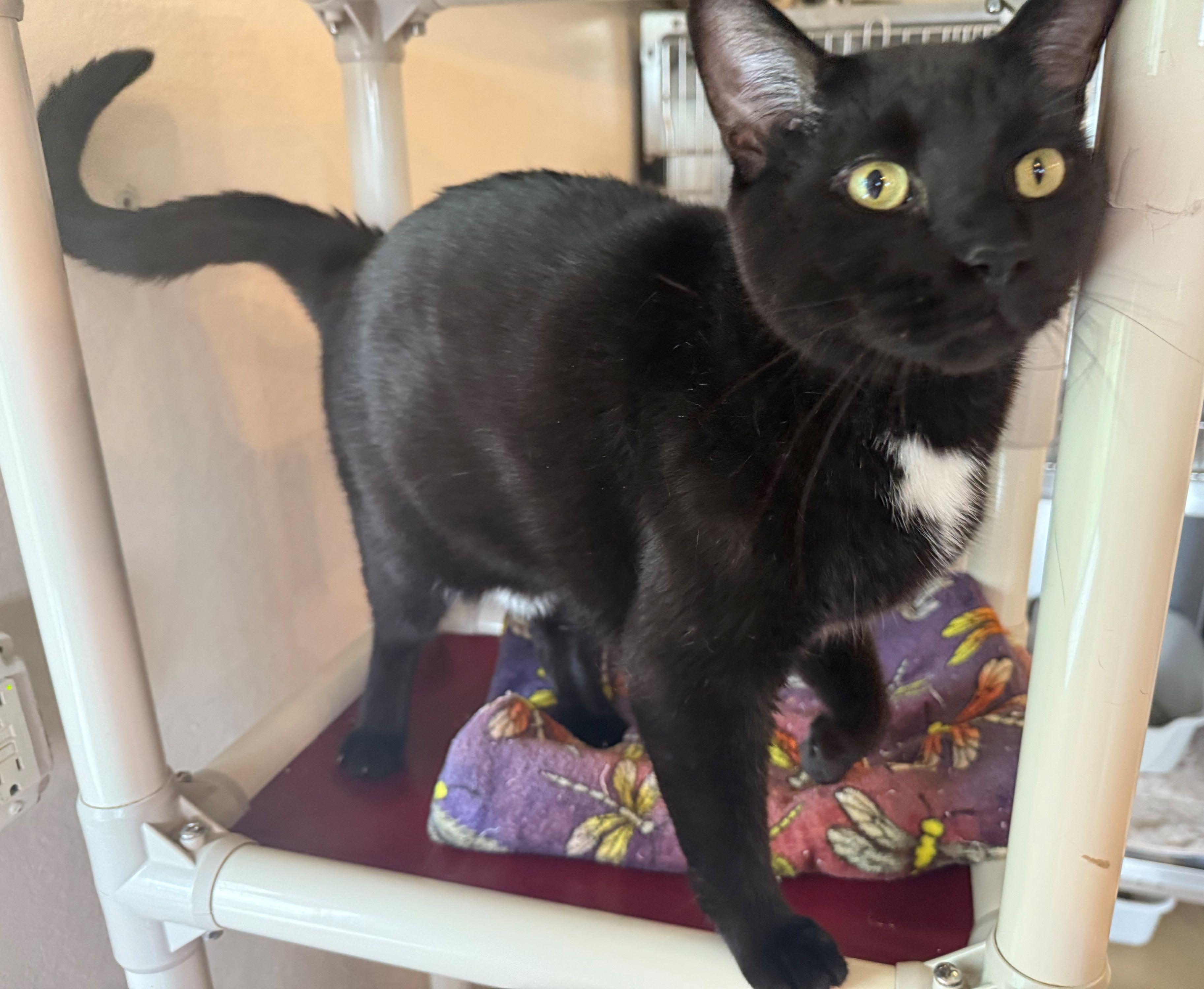 Enlarge PANTHER [& Cisco], an adoption pending Domestic Short Hair in La Crescent, MN image 6/6