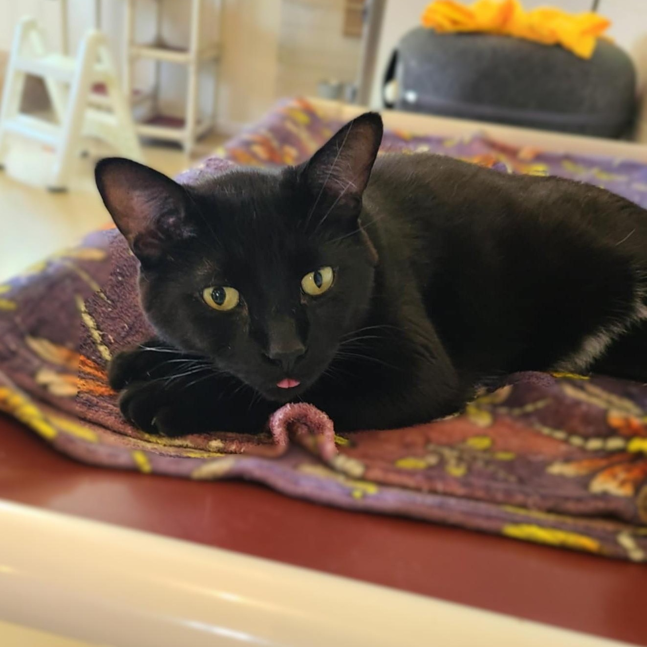 Enlarge PANTHER [& Cisco], an adoption pending Domestic Short Hair in La Crescent, MN image 3/6