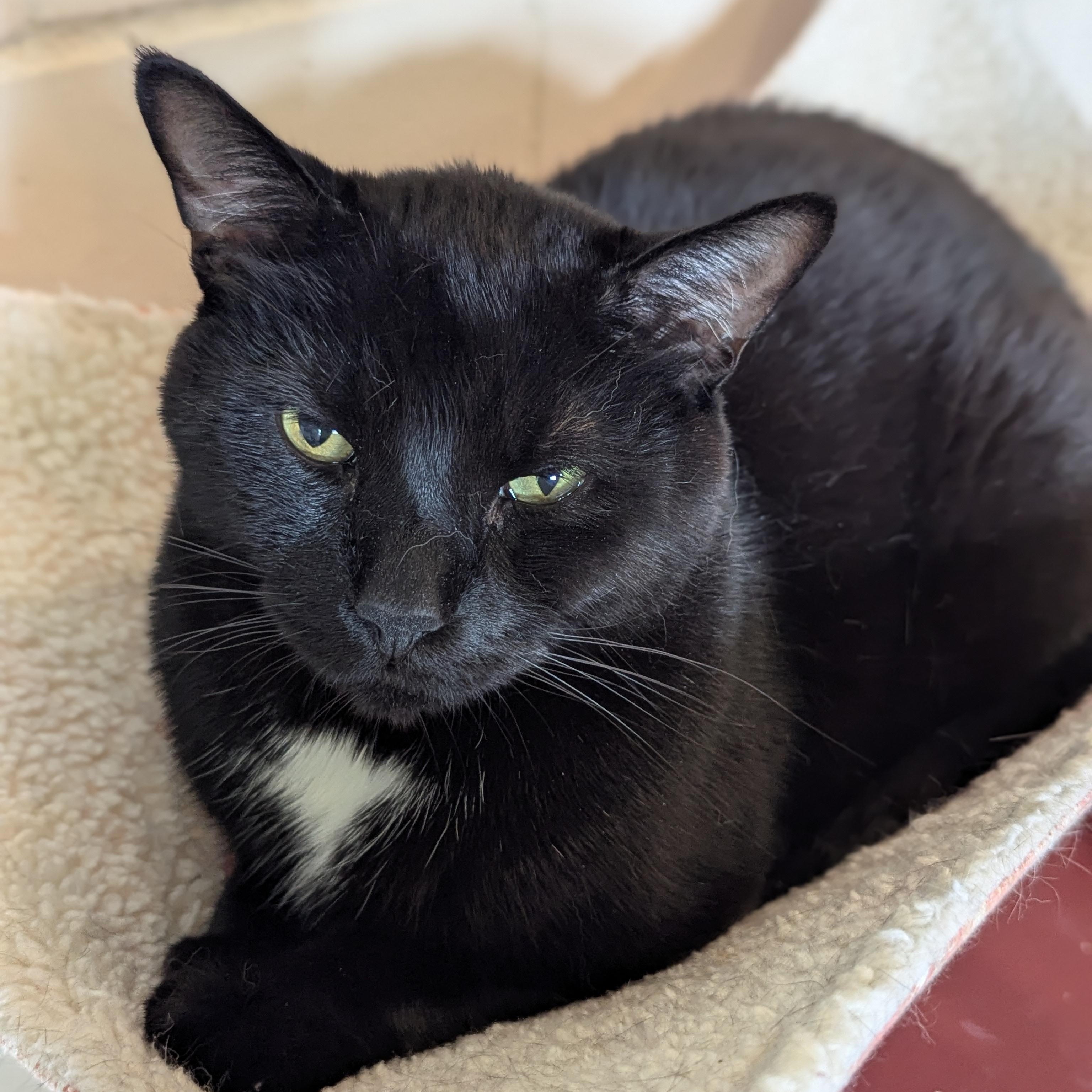 Enlarge PANTHER [& Cisco], an adoption pending Domestic Short Hair in La Crescent, MN image 5/6