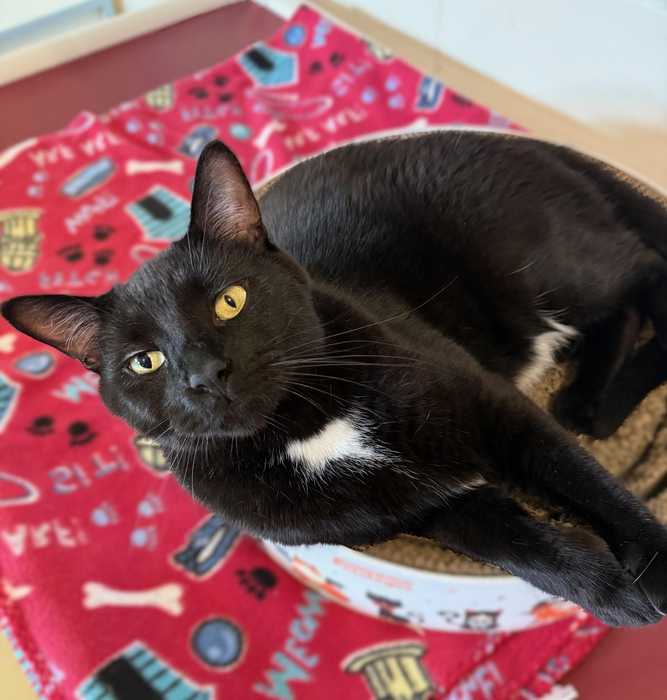 Enlarge PANTHER [& Cisco], an adoption pending Domestic Short Hair in La Crescent, MN image 1/6