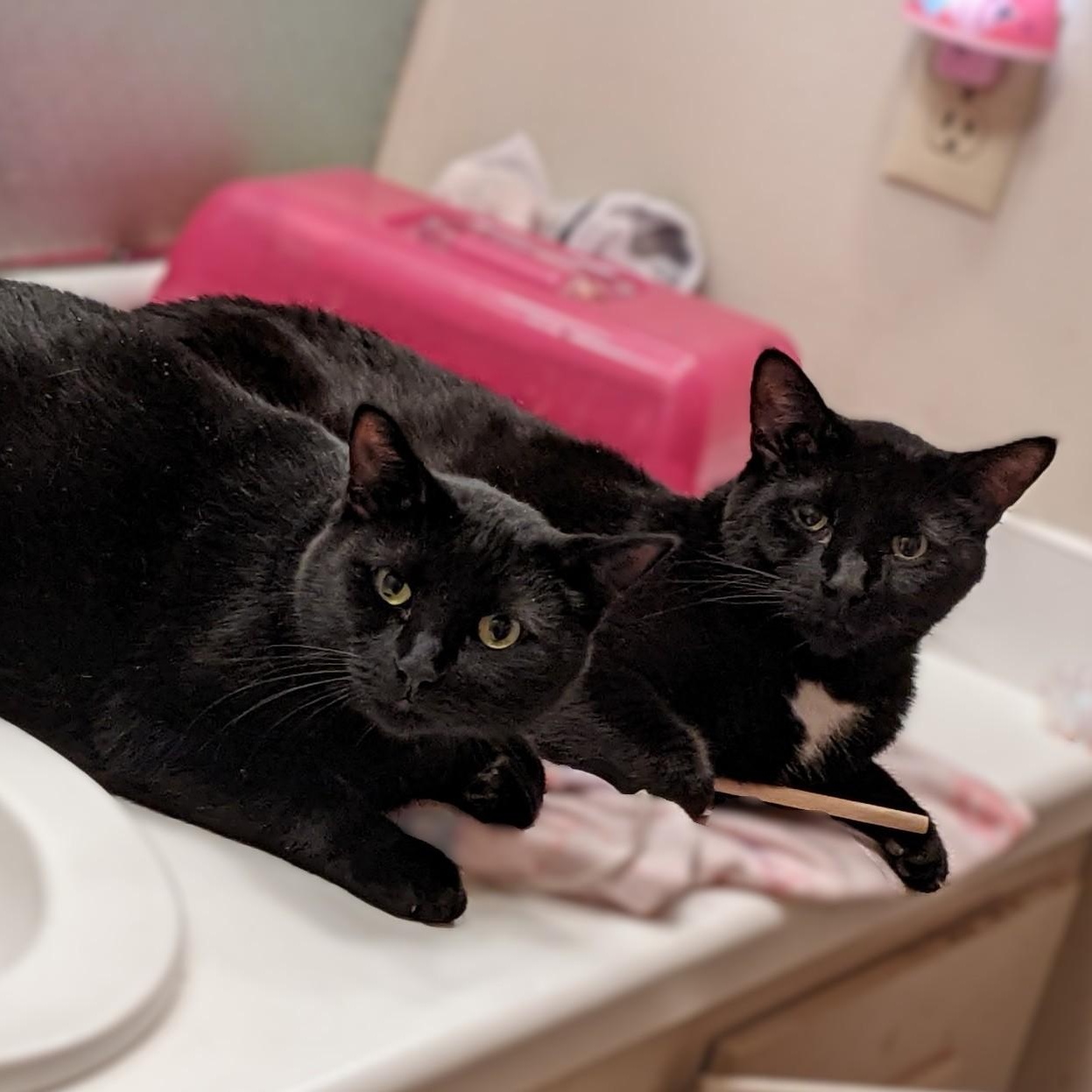 Enlarge PANTHER [& Cisco], an adoption pending Domestic Short Hair in La Crescent, MN image 2/6
