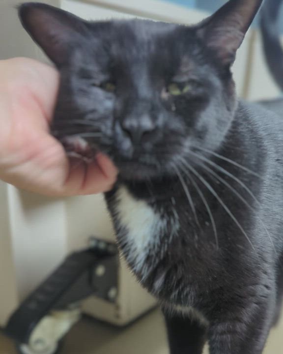 Enlarge PANTHER [& Cisco], an adoption pending Domestic Short Hair in La Crescent, MN video 4/6