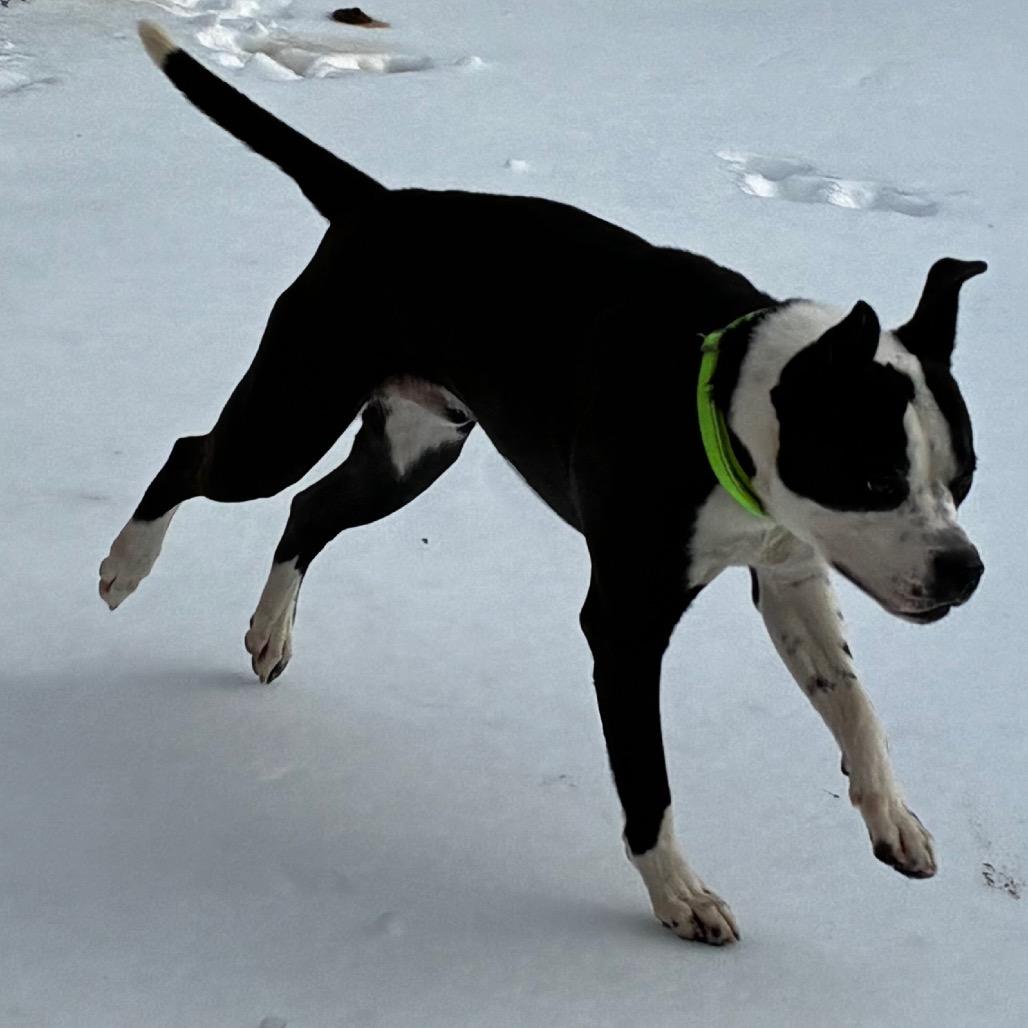 Wonton, Adoptable, Young Male Mixed Breed.