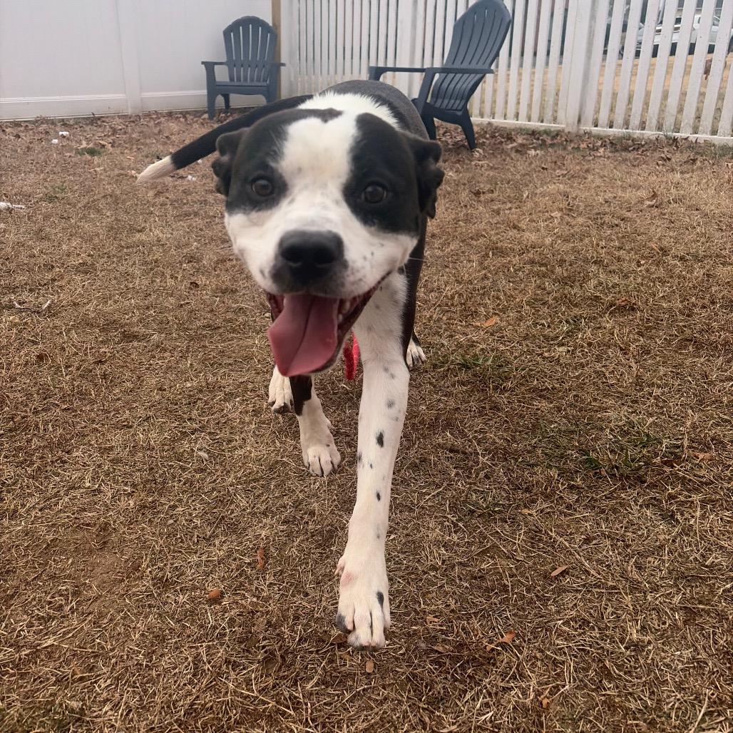 Wonton, Adoptable, Young Male Mixed Breed.