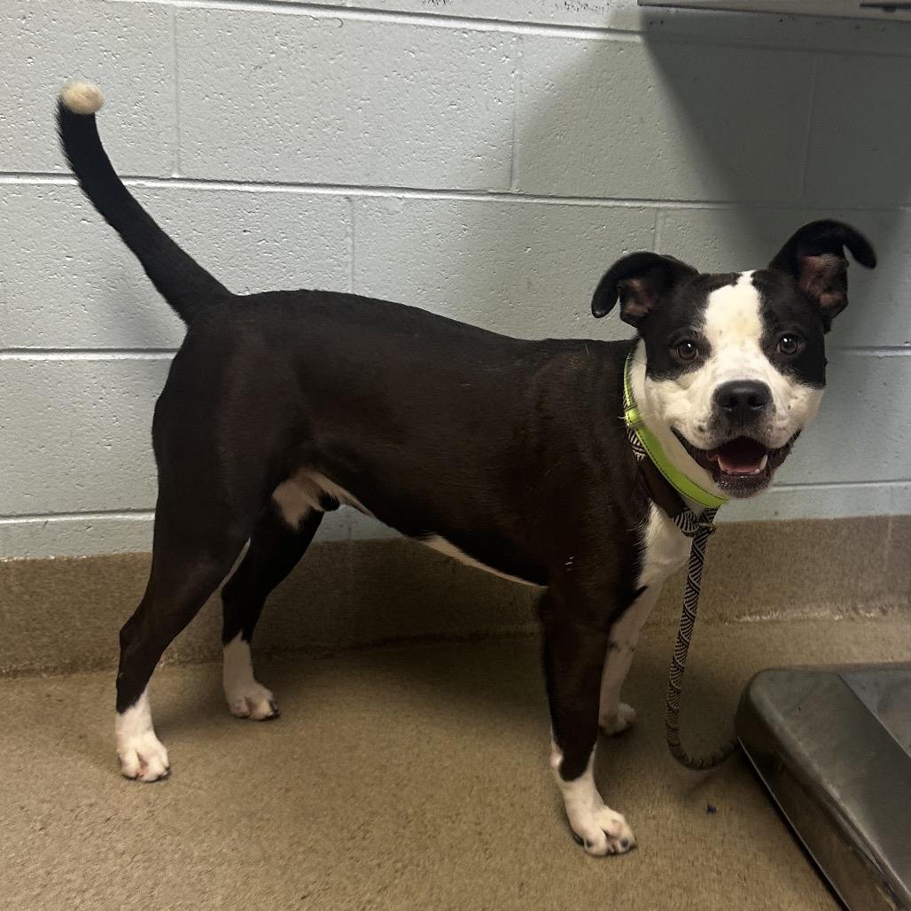 Wonton, a Adoptable Mixed Breed in Fredericksburg, VA image 3/6