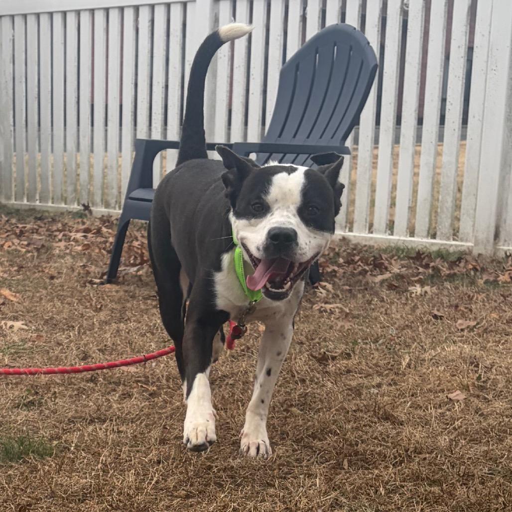 Wonton, a Adoptable Mixed Breed in Fredericksburg, VA image 4/6