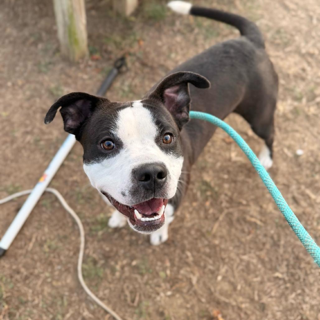 Wonton, a Adoptable Mixed Breed in Fredericksburg, VA image 5/6