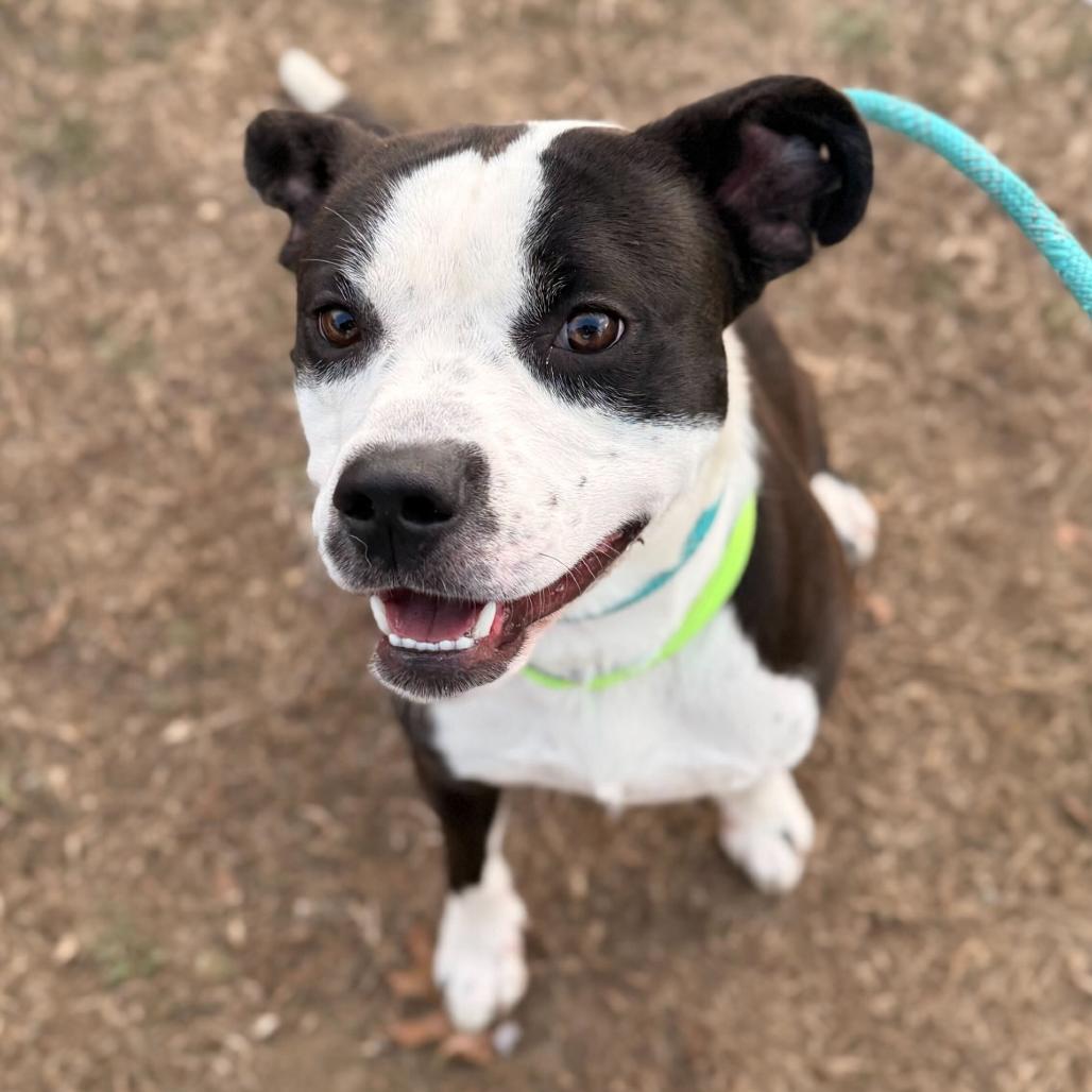 Wonton, a Adoptable Mixed Breed in Fredericksburg, VA image 6/6