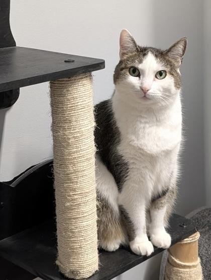 Lolitta — thumbnail 2