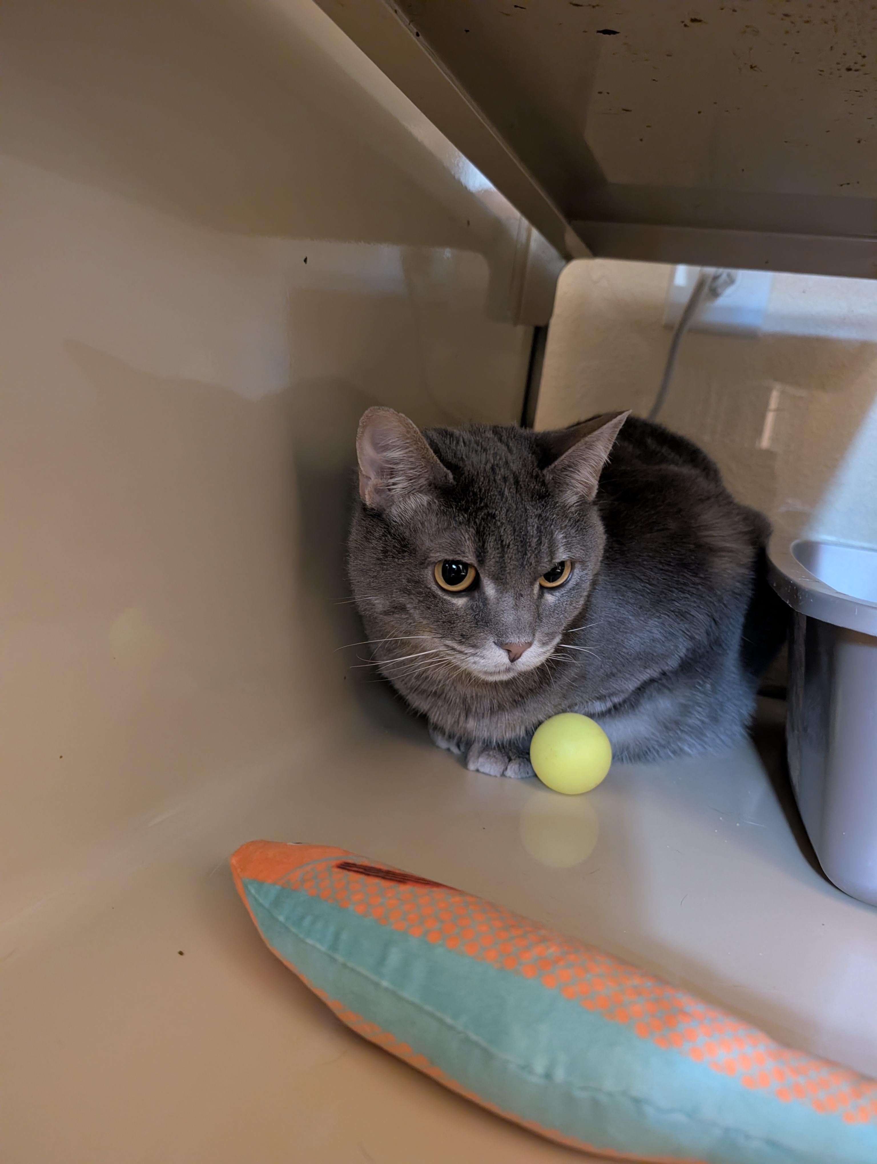 Zola, Adoptable, Adult Female Domestic Short Hair.