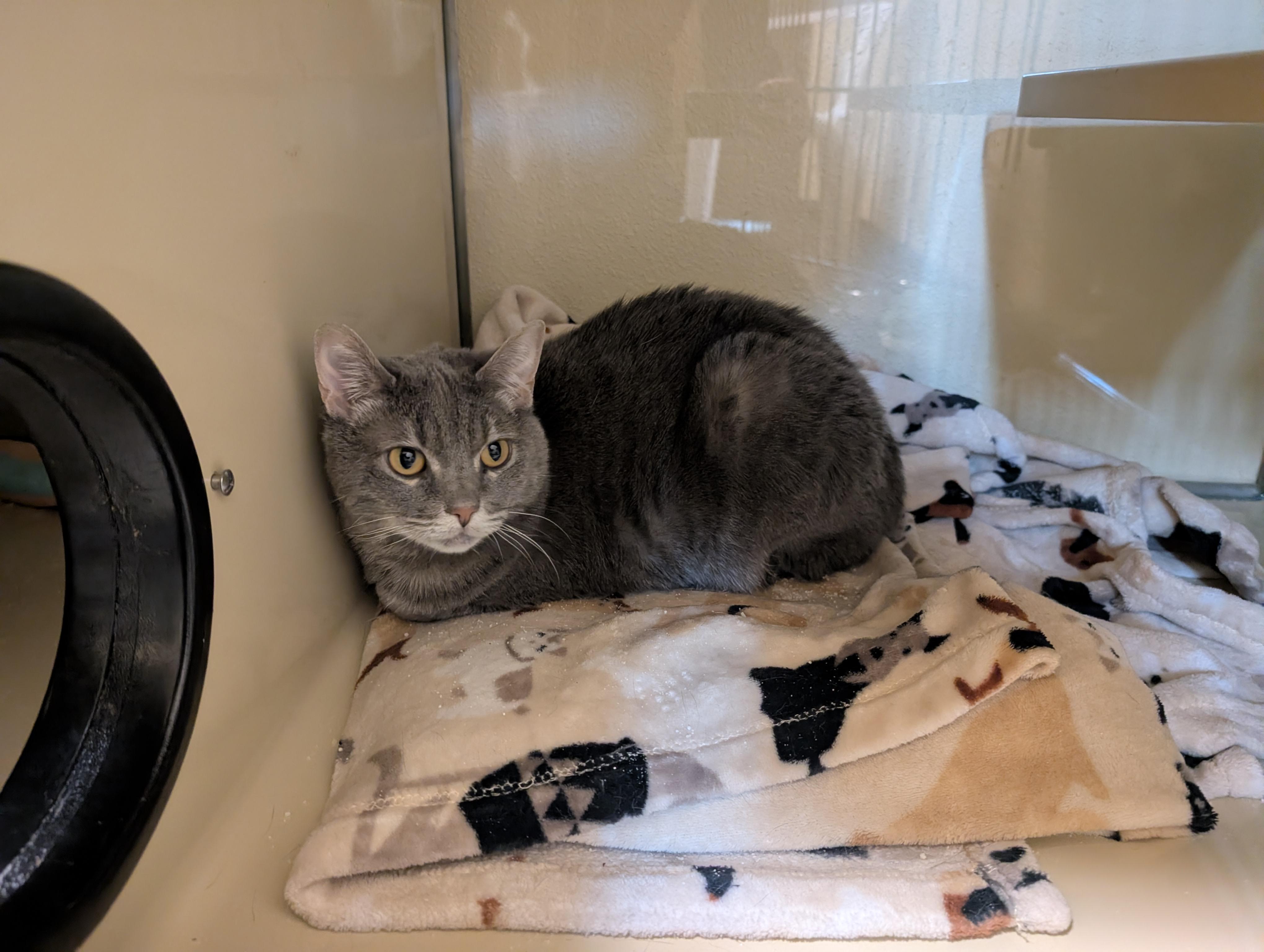 Zola, a Adoptable Domestic Short Hair in Portland, OR image 2/3