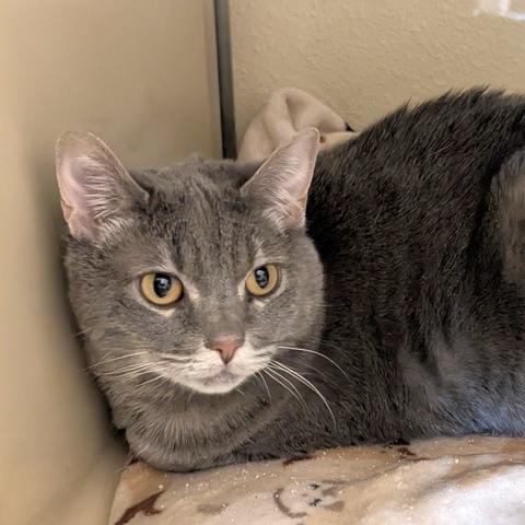 Zola, a Adoptable Domestic Short Hair in Portland, OR image 3/3