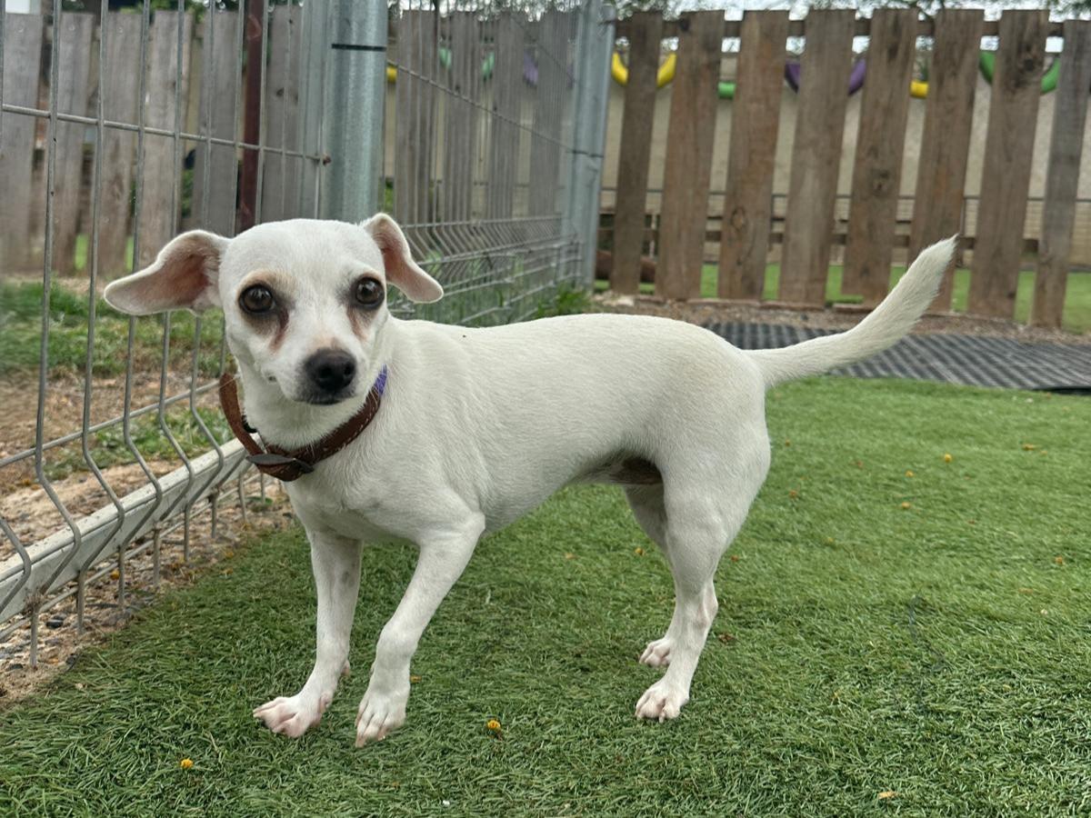Blanquita, adopted, Young Female Chihuahua.