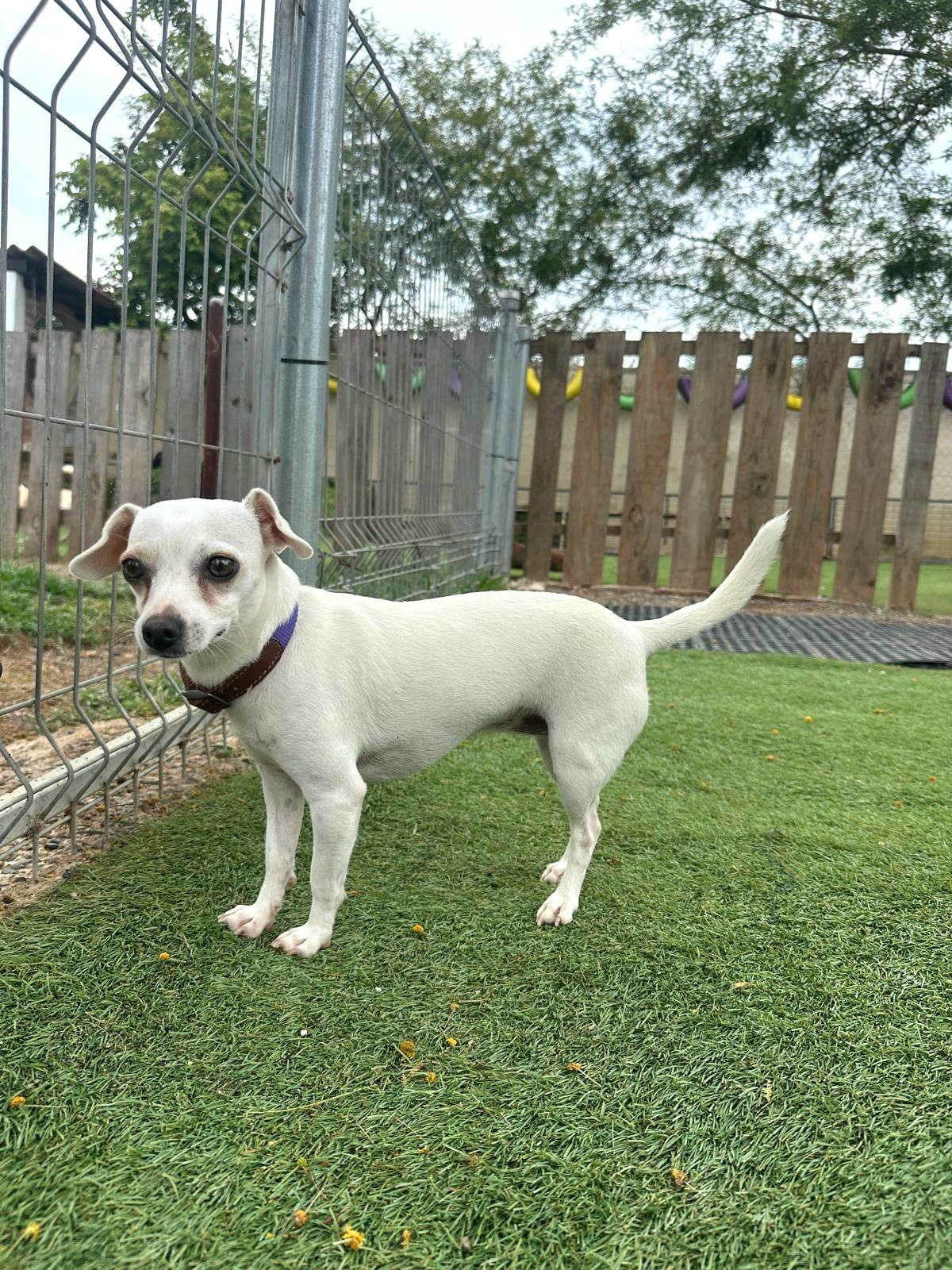 Enlarge Blanquita, an adopted Chihuahua in Calgary, AB image 2/4