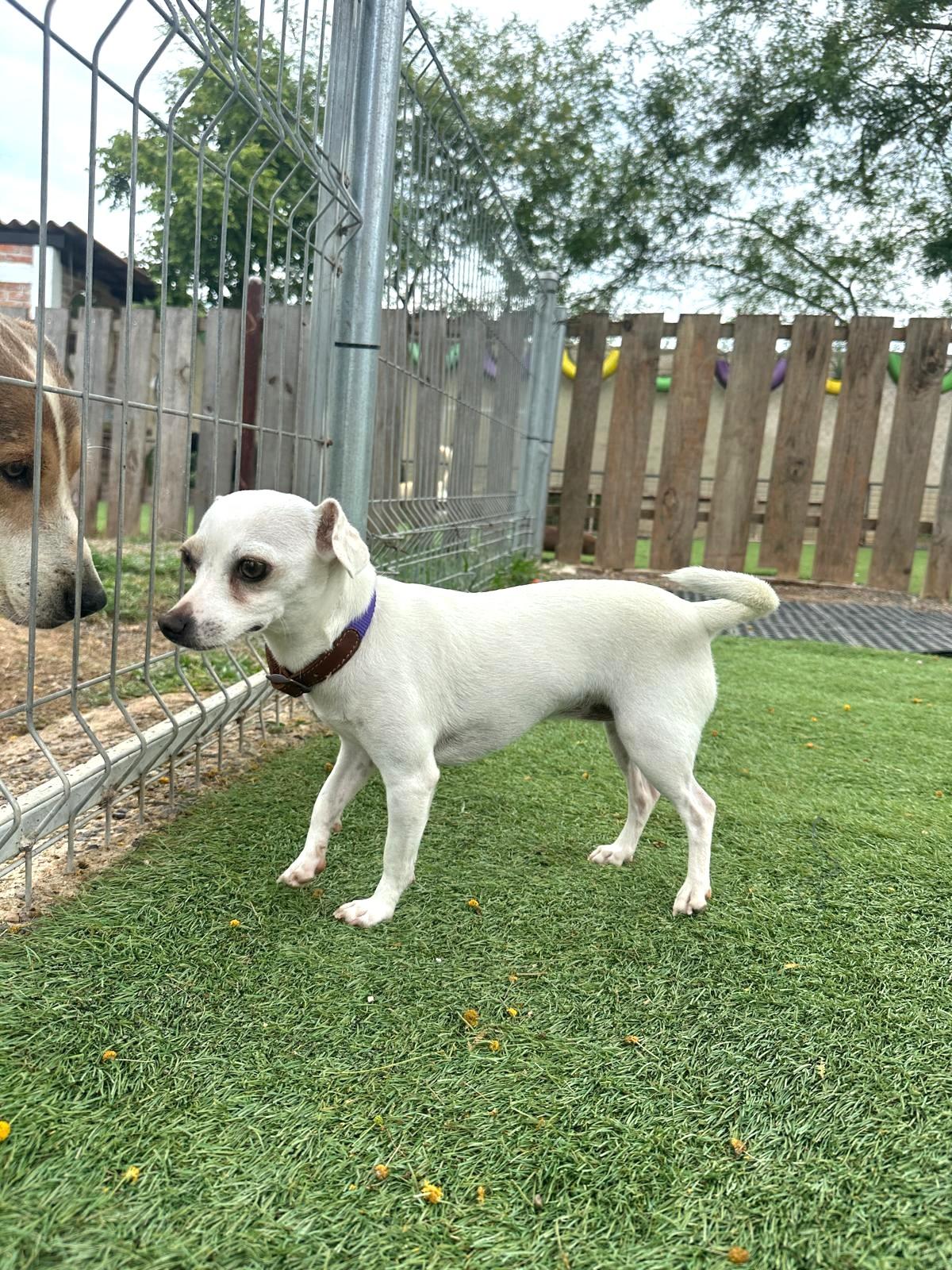 Enlarge Blanquita, an adopted Chihuahua in Calgary, AB image 4/4