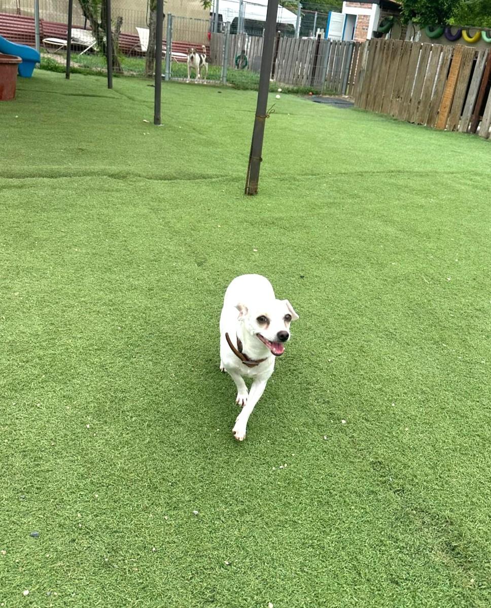 Enlarge Blanquita, an adopted Chihuahua in Calgary, AB image 3/4