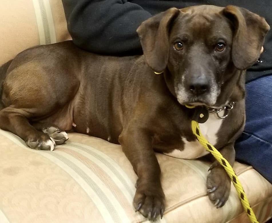 Enlarge Loxy, a Adoptable mixed breed in Gainesville, GA image 6/6