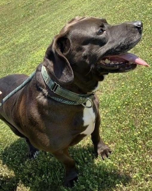 Enlarge Loxy, a Adoptable mixed breed in Gainesville, GA image 1/6