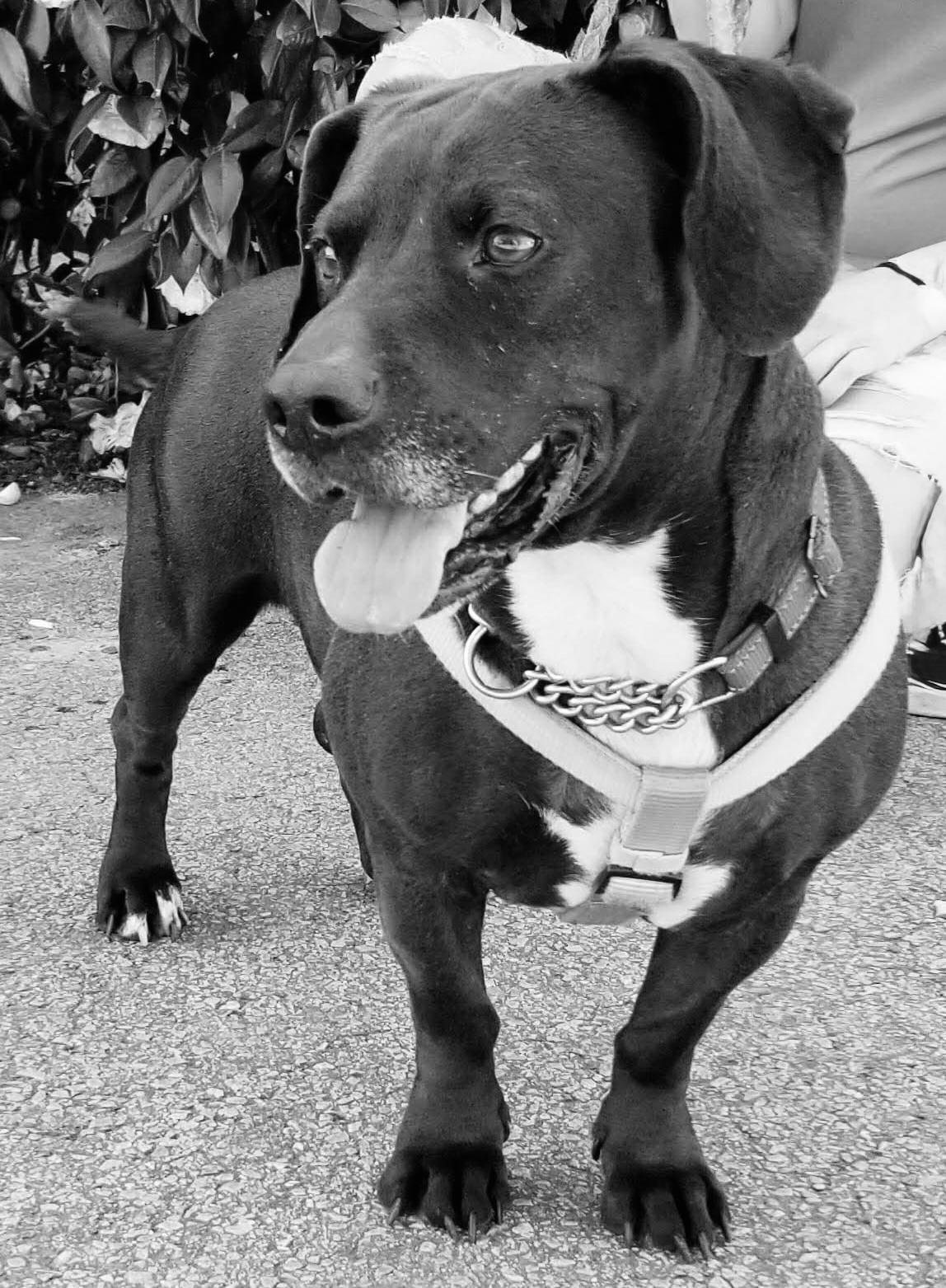 Enlarge Loxy, a Adoptable mixed breed in Gainesville, GA image 5/6