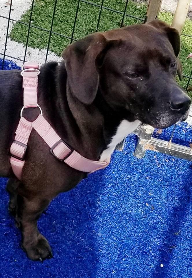 Enlarge Loxy, a Adoptable mixed breed in Gainesville, GA image 1/5