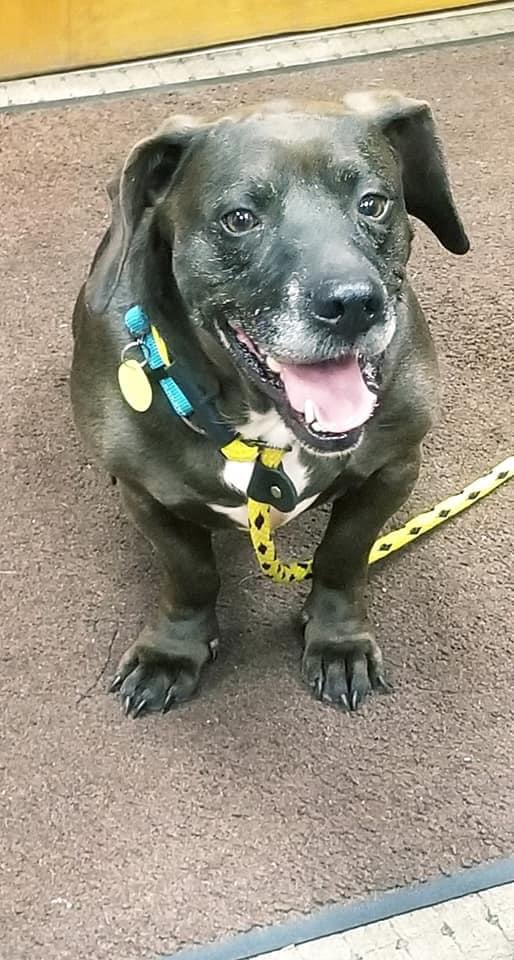 Enlarge Loxy, a Adoptable mixed breed in Gainesville, GA image 4/5