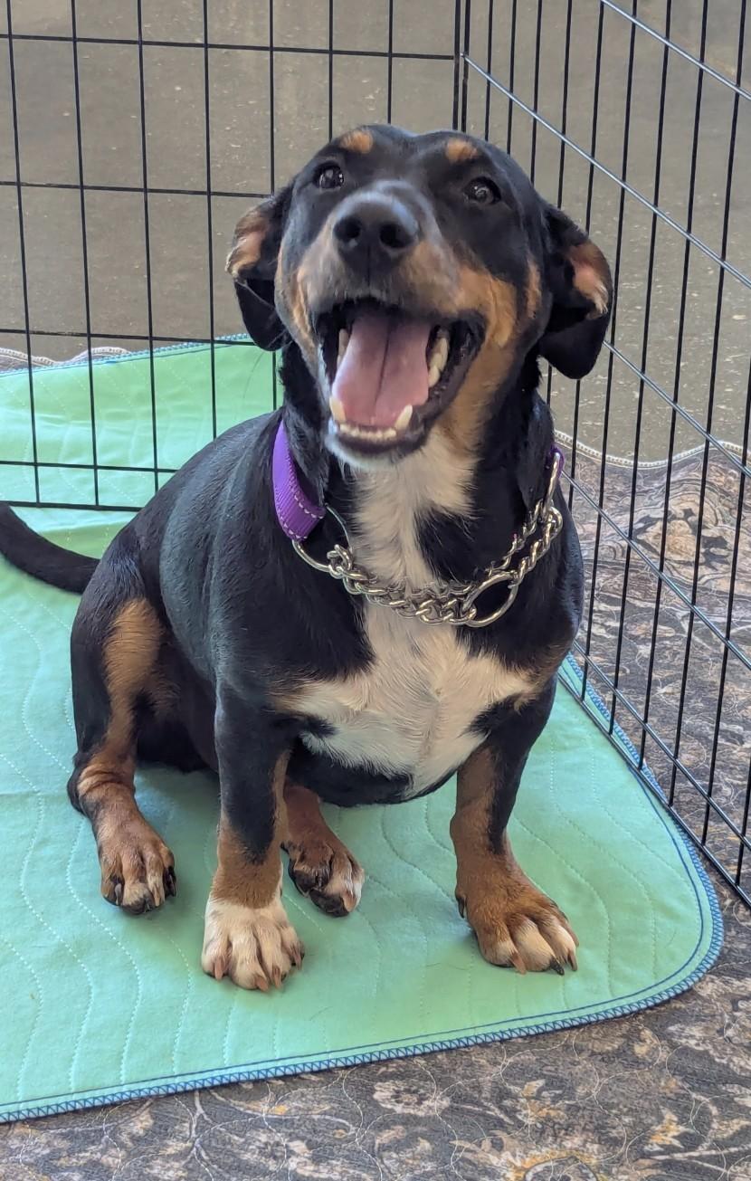 Enlarge Winniewinkle, a Adoptable mixed breed in Milner, GA image 3/4
