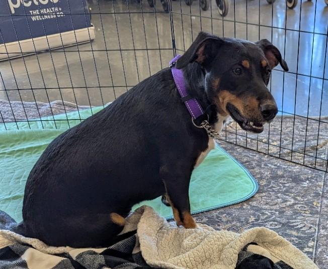 Enlarge Winniewinkle, a Adoptable mixed breed in Milner, GA image 4/4