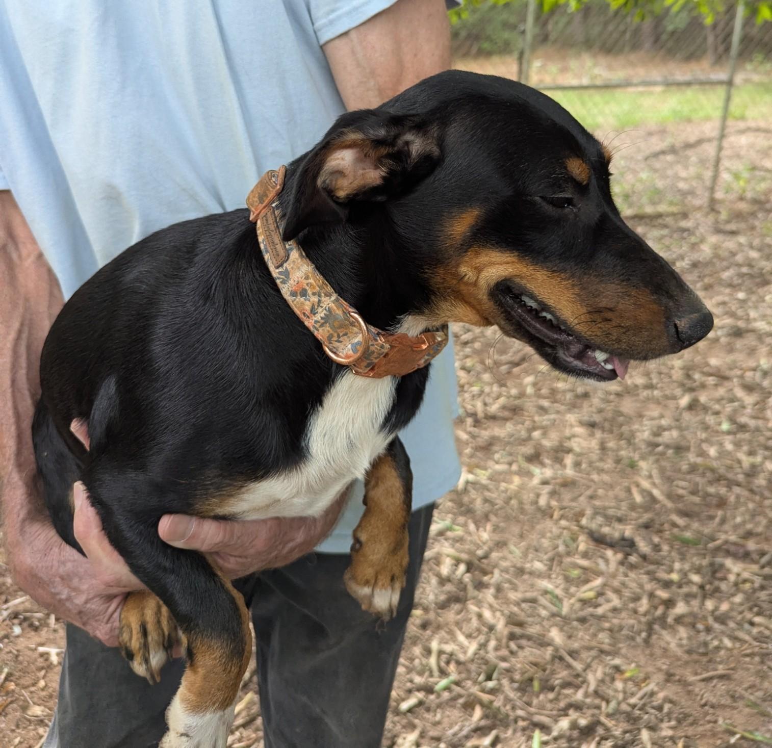 Enlarge Winniewinkle, a Adoptable mixed breed in Milner, GA image 2/4