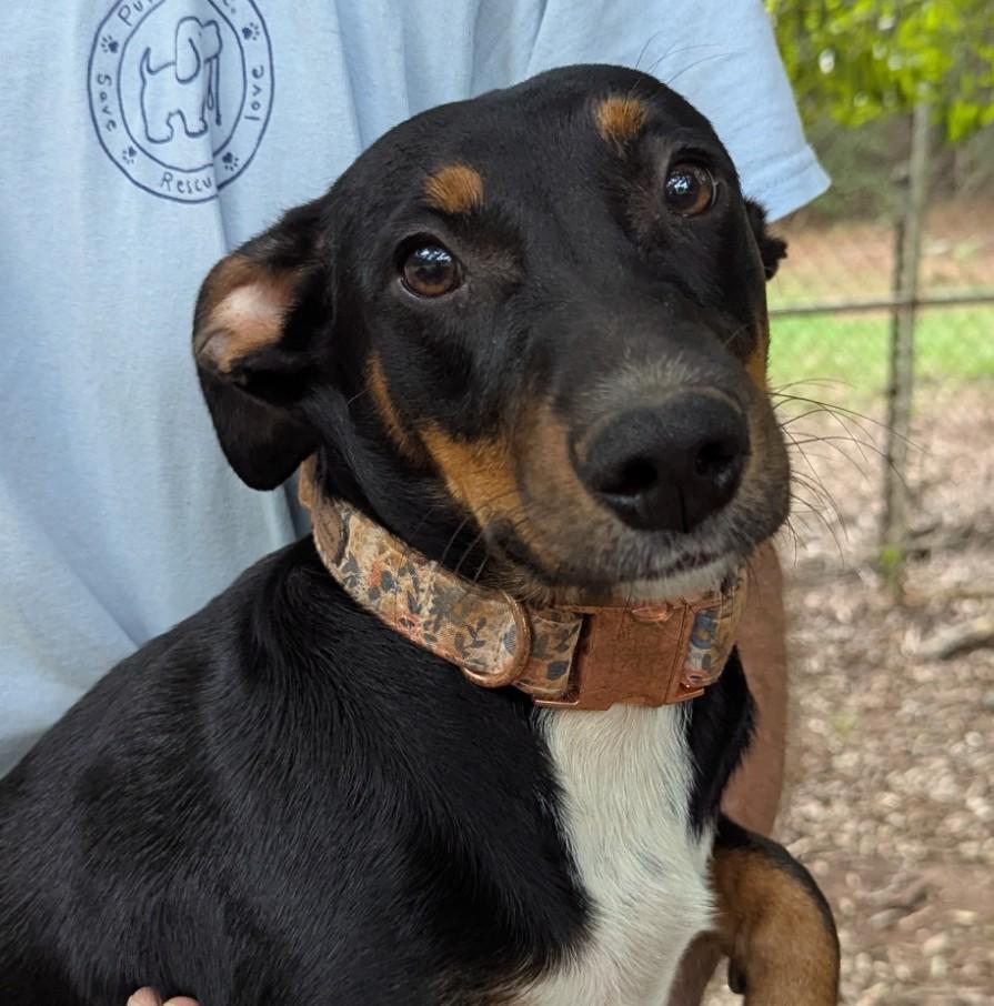 Winniewinkle, Adoptable, Young Female Dachshund & Terrier.