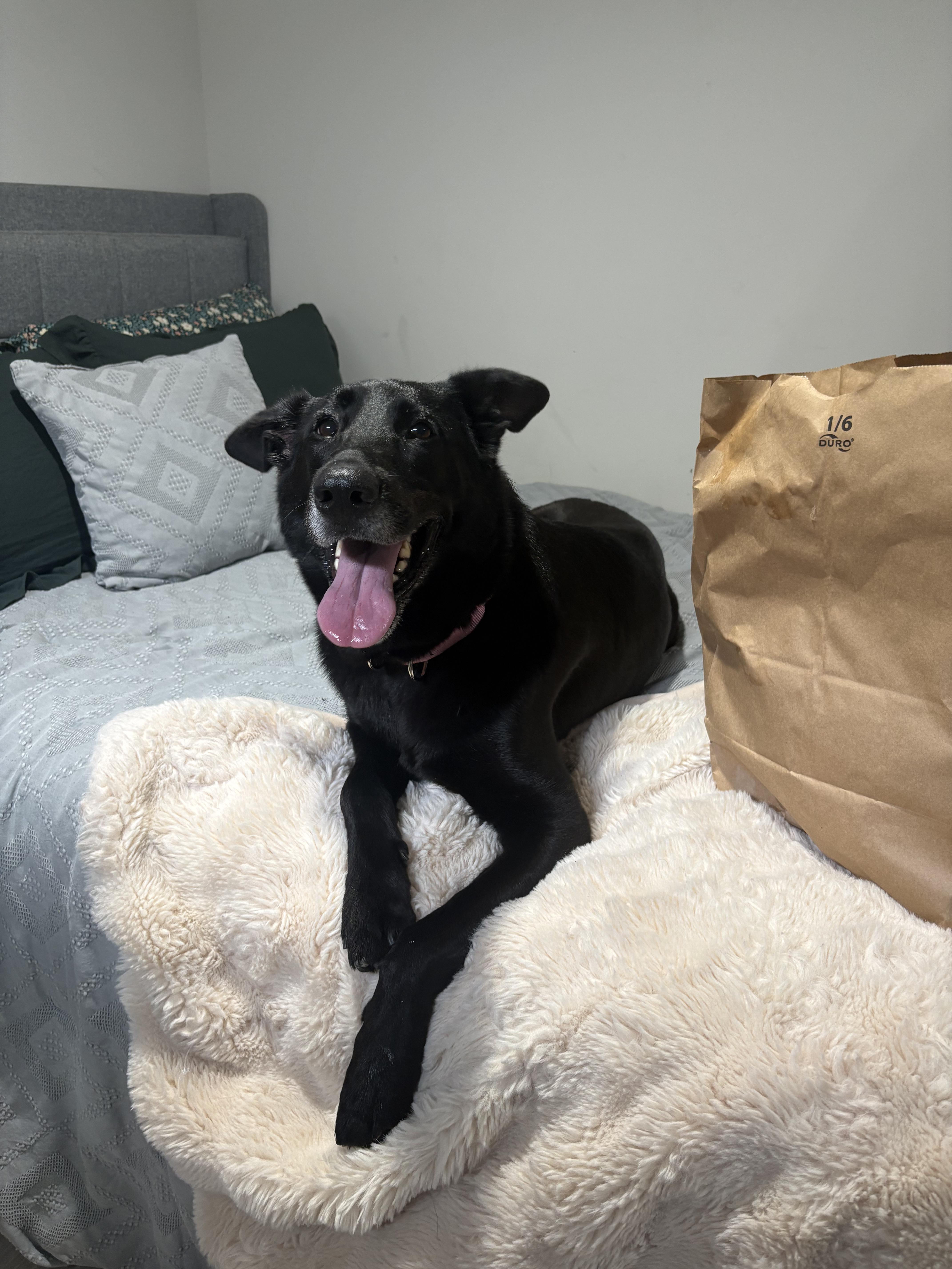 Enlarge Fiona, a Adoptable mixed breed in Wrentham, MA image 2/3