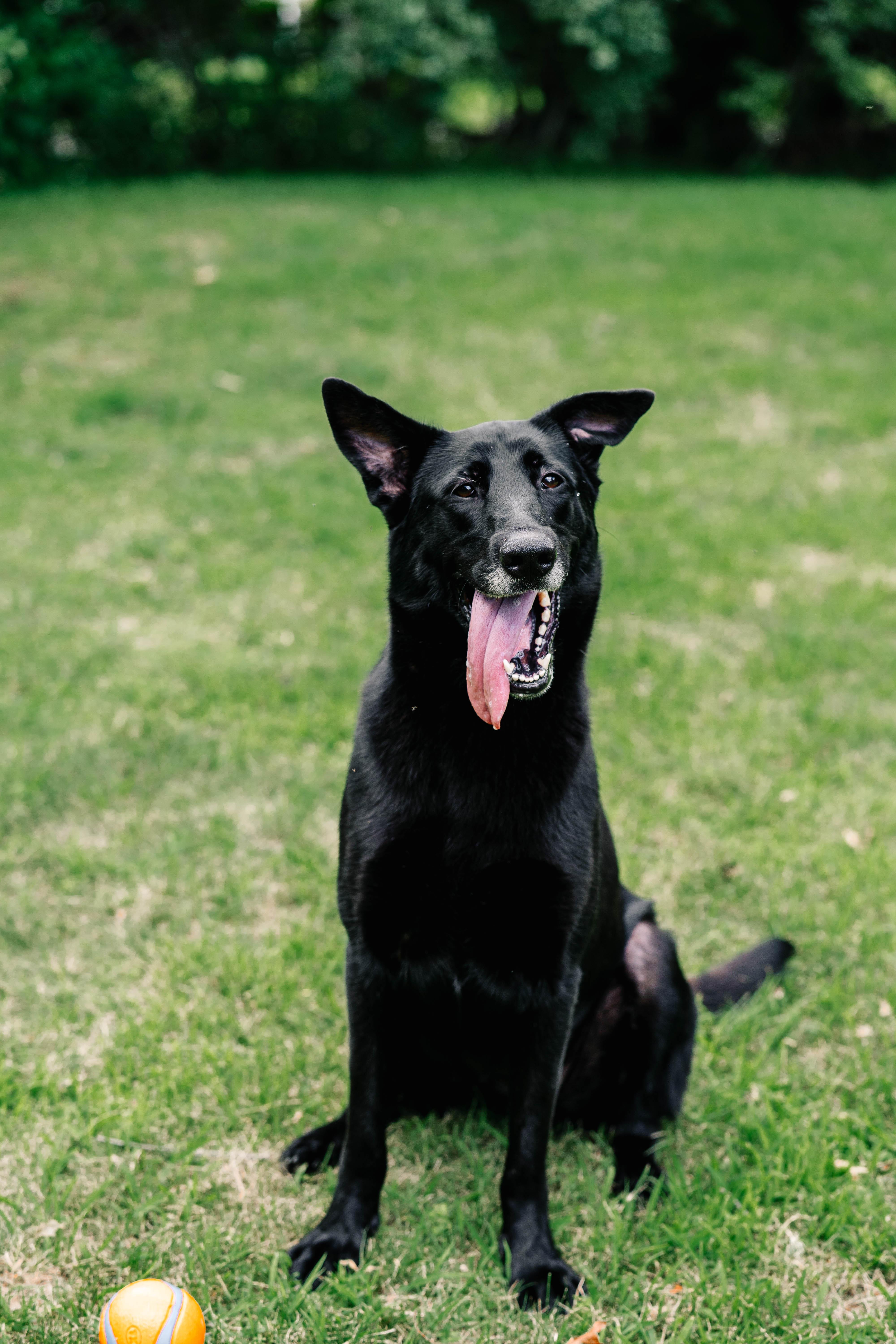 Enlarge Fiona, a Adoptable mixed breed in Wrentham, MA image 1/3