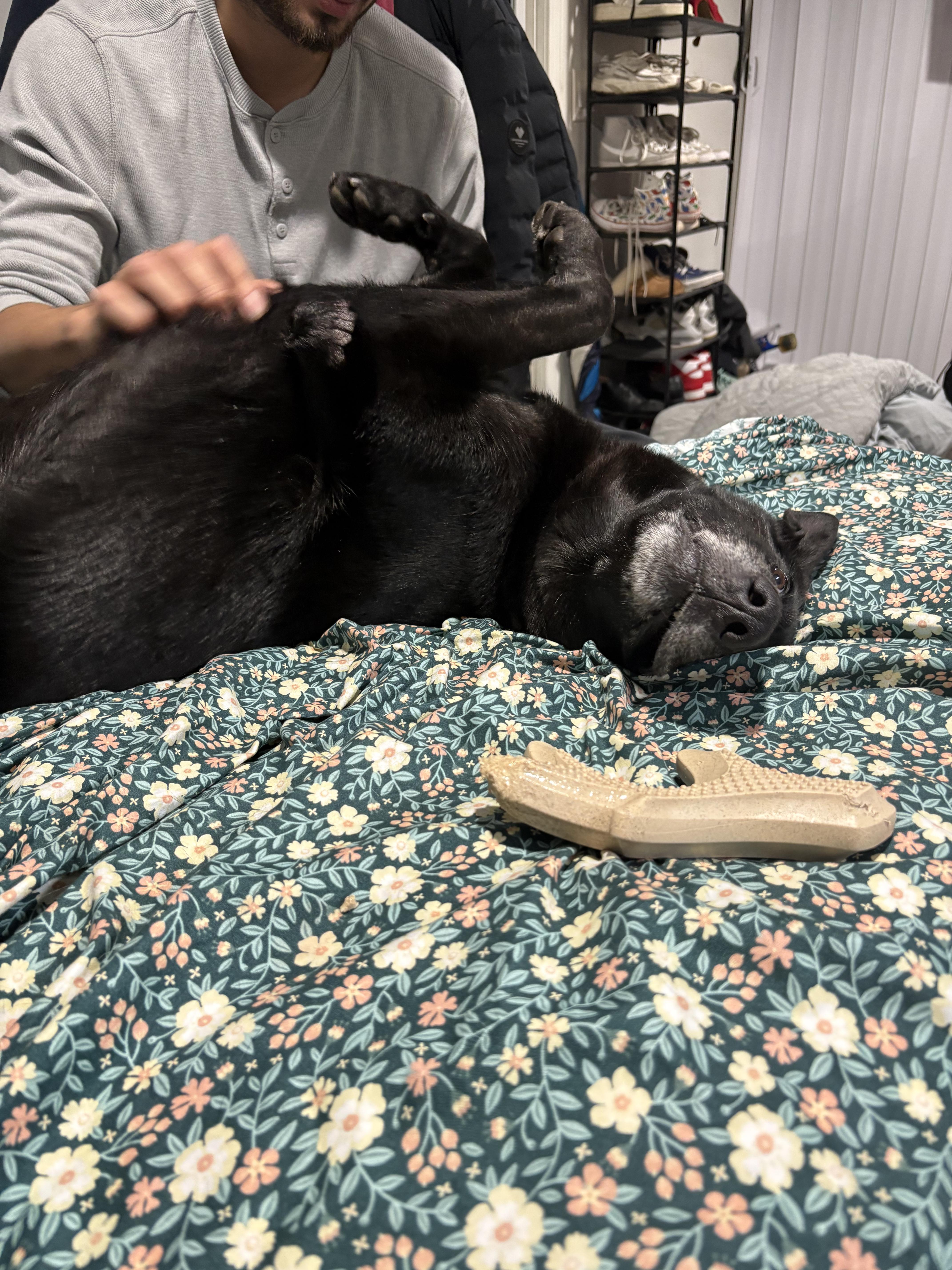 Enlarge Fiona, a Adoptable mixed breed in Wrentham, MA image 3/3