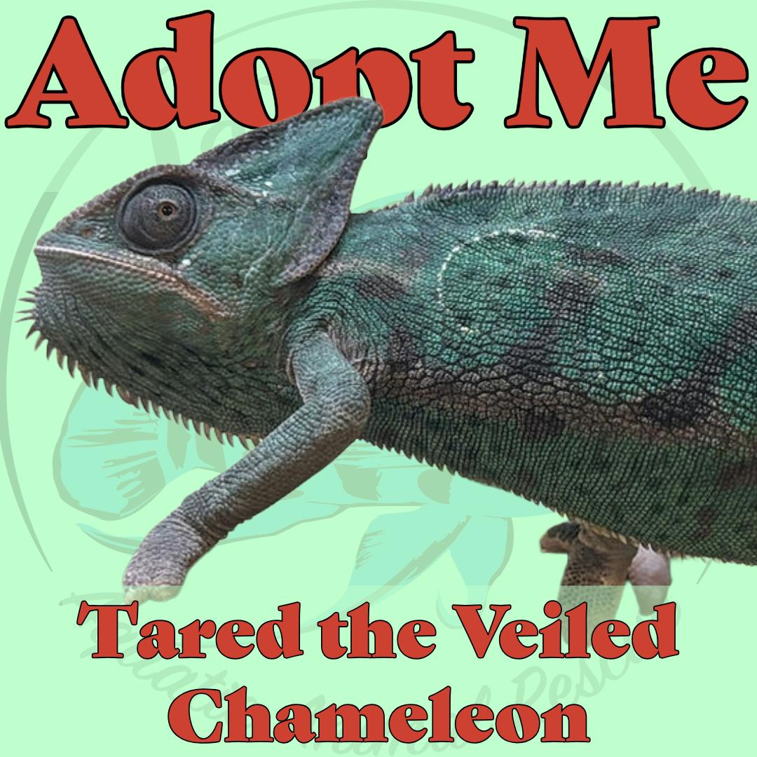 Enlarge Tared the Veiled Chameleon, a ADOPTABLE Chameleon in Neenah, WI image 1/1