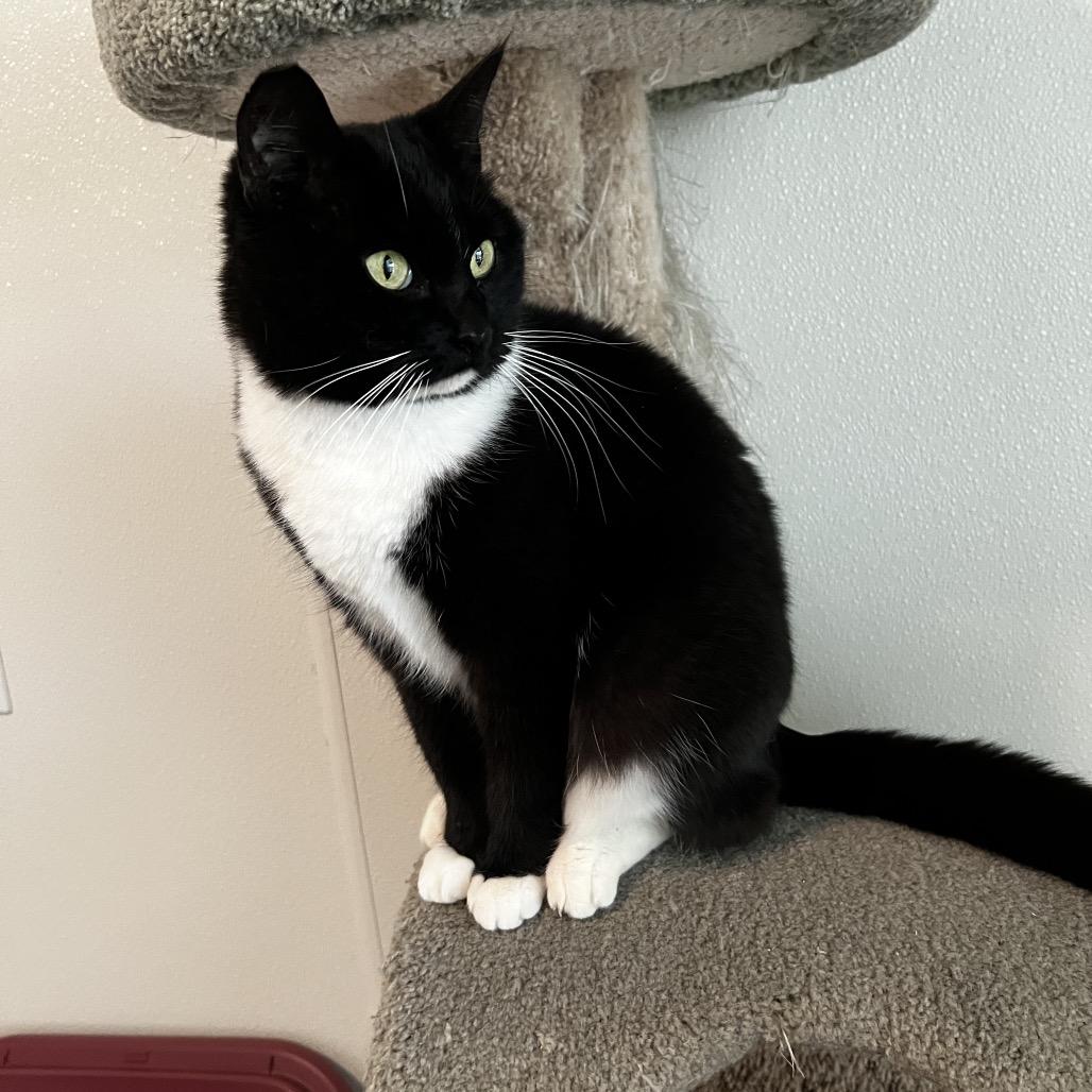 Enlarge Whiskers, a Adoptable American Shorthair in Brighton, MO image 2/6