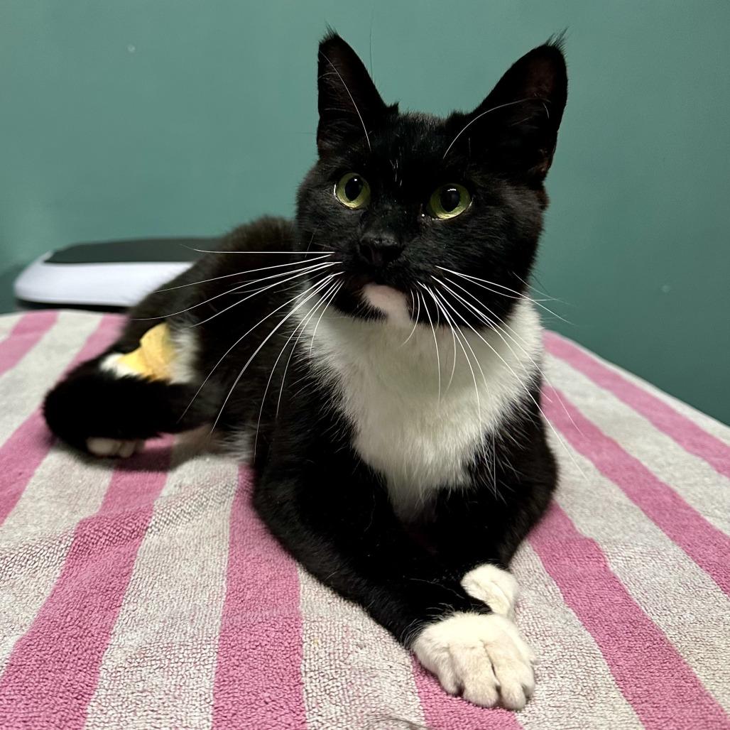 Enlarge Whiskers, a Adoptable American Shorthair in Brighton, MO image 2/4