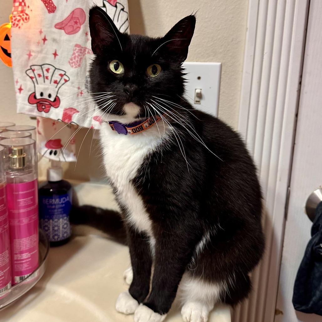 Enlarge Whiskers, a Adoptable American Shorthair in Brighton, MO image 3/4