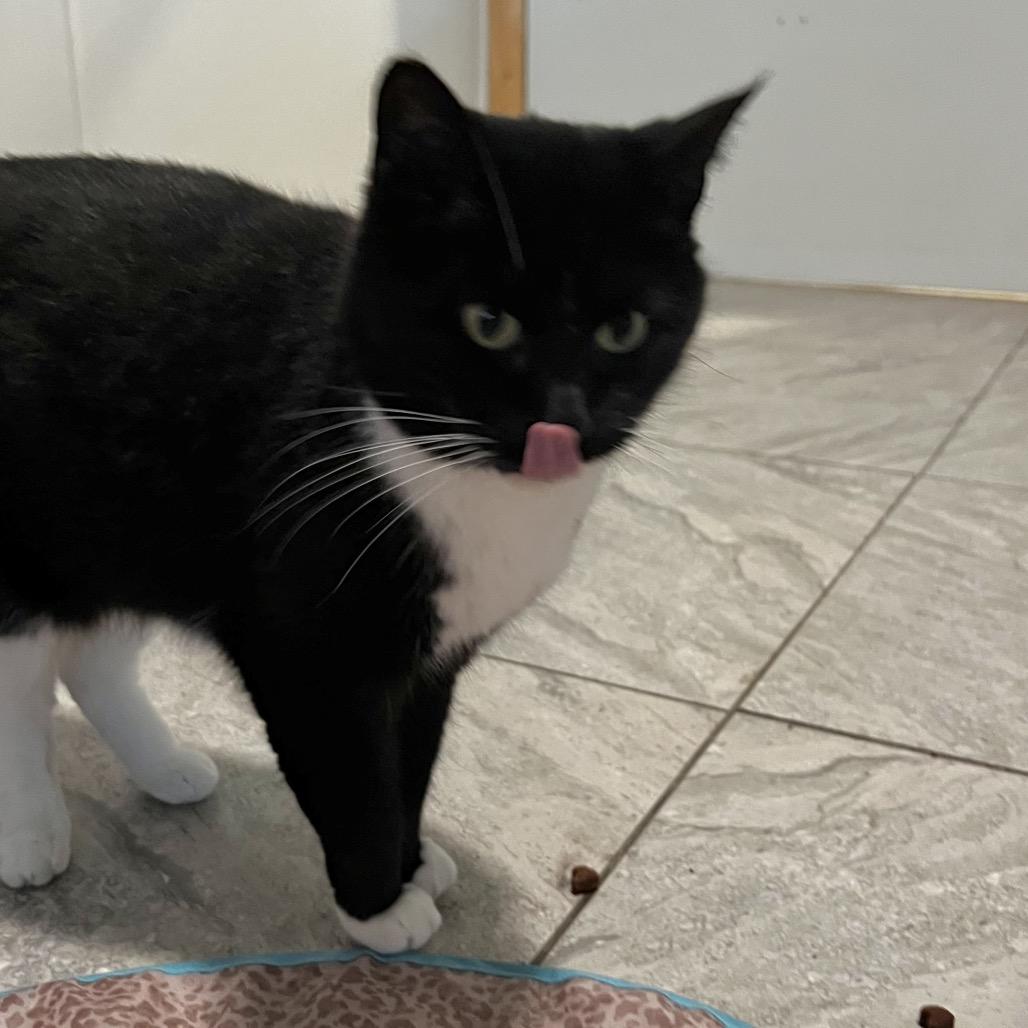 Enlarge Whiskers, a Adoptable American Shorthair in Brighton, MO image 3/6