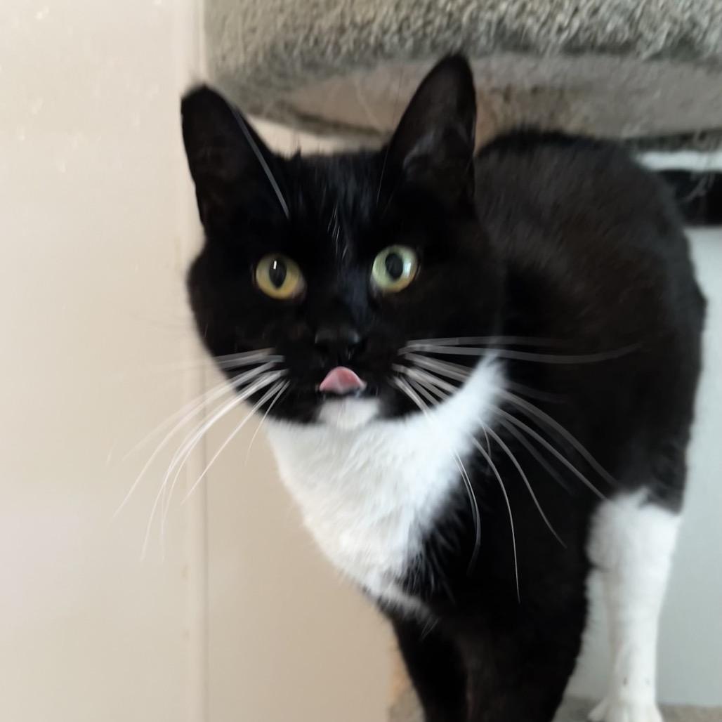 Enlarge Whiskers, a Adoptable American Shorthair in Brighton, MO image 4/6