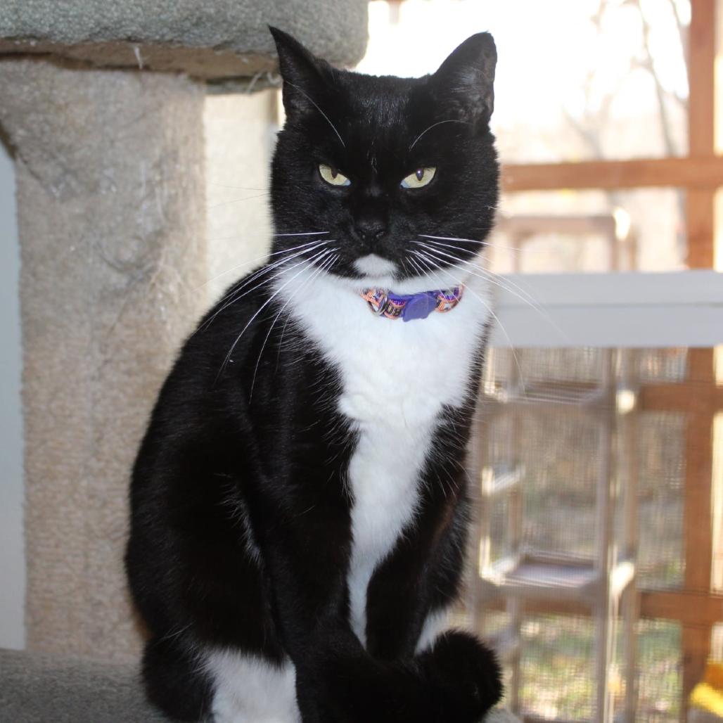 Enlarge Whiskers, a Adoptable American Shorthair in Brighton, MO image 4/4