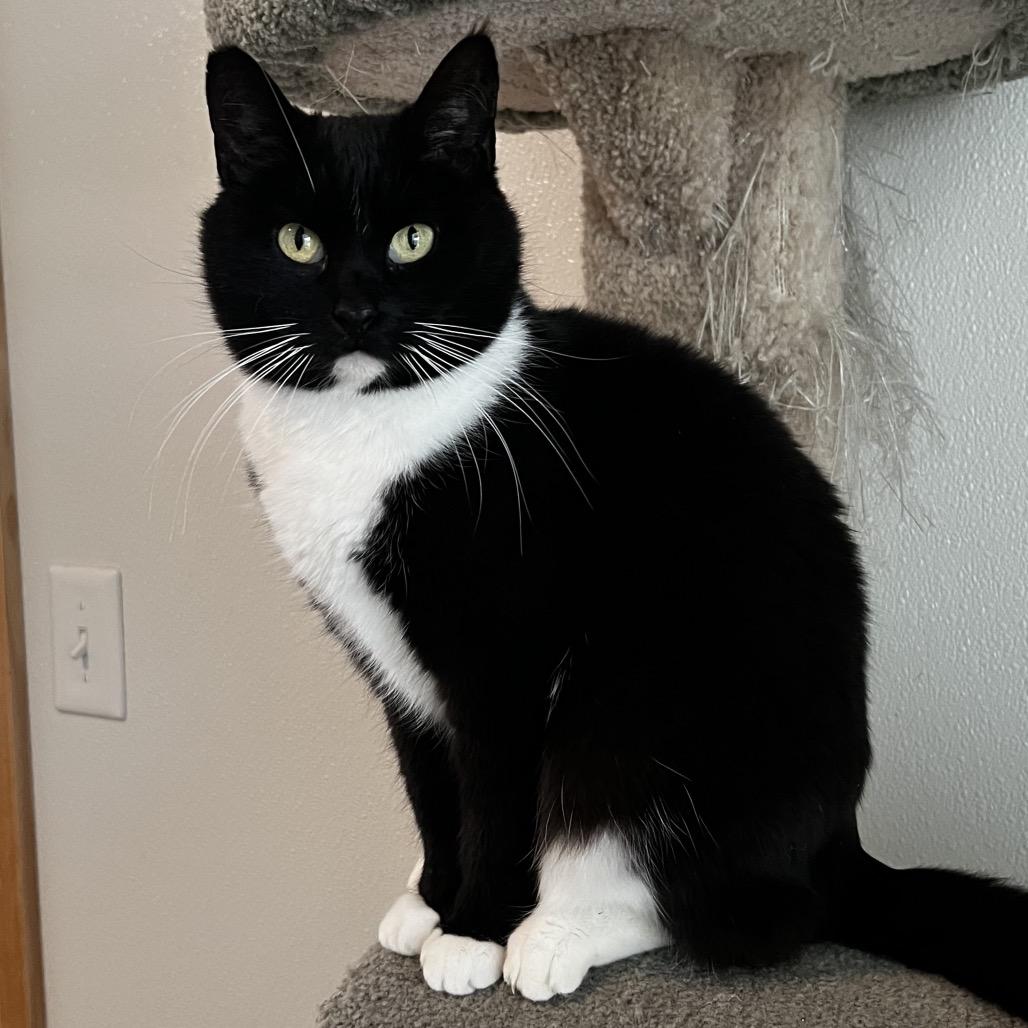 Enlarge Whiskers, a Adoptable American Shorthair in Brighton, MO image 6/6