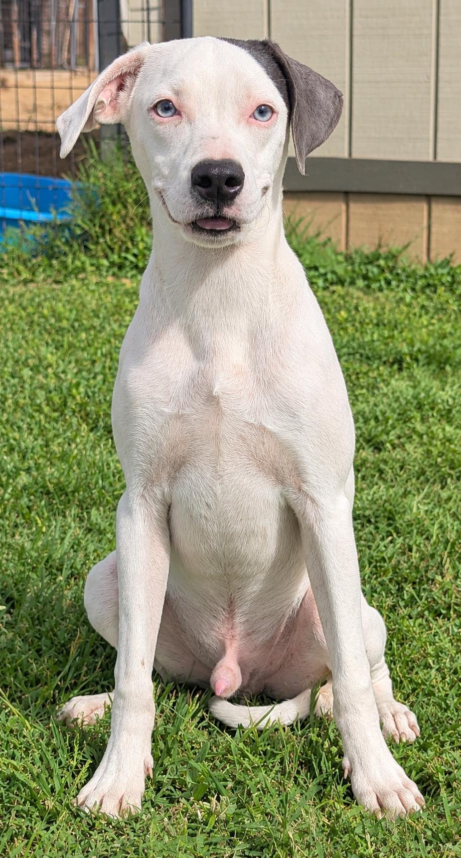 Enlarge Biscuit, a Adoptable mixed breed in Jackson, GA image 1/1