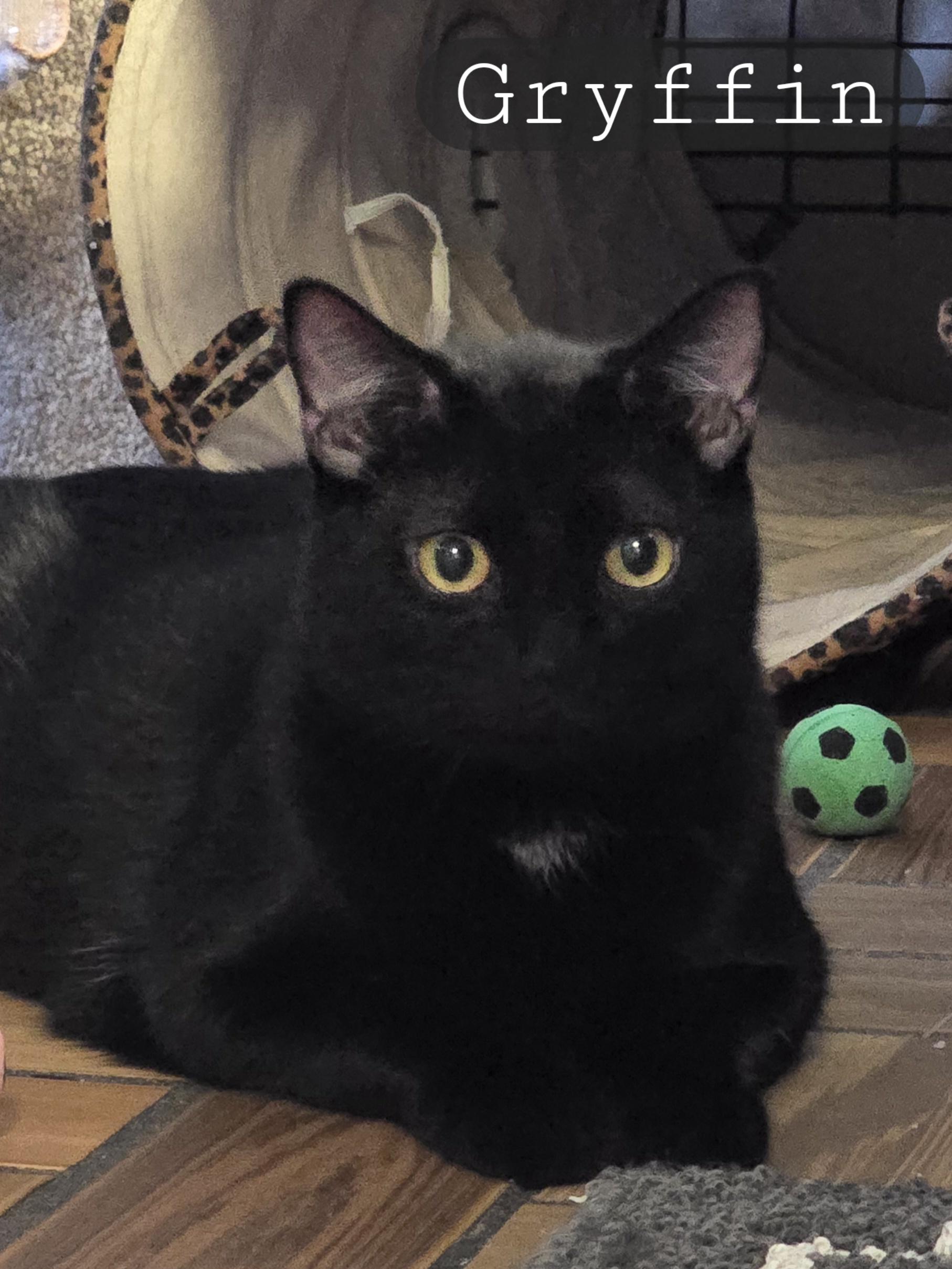 Mama Gretchen, Griffin & Gidget