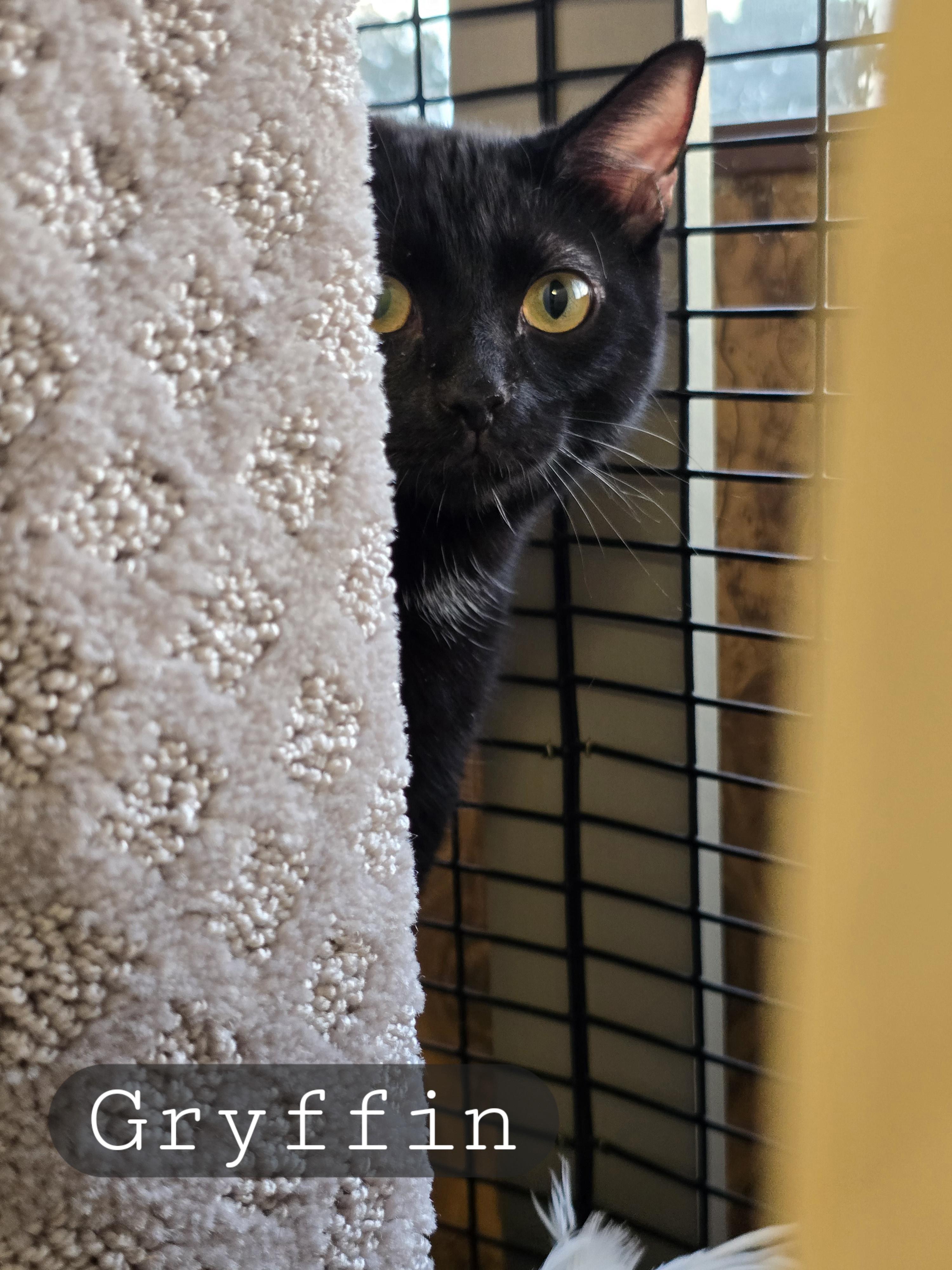 Mama Gretchen, Griffin & Gidget, a Adoptable mixed breed in Redwood City, CA image 2/6