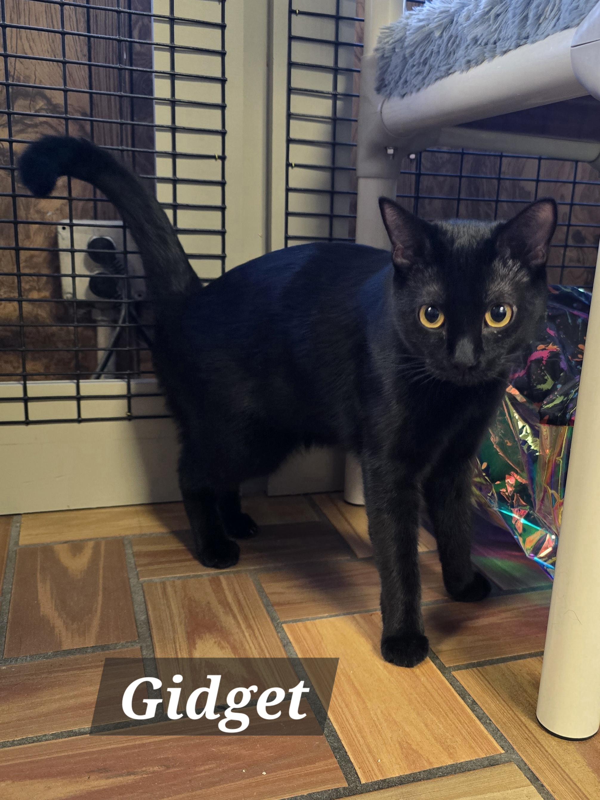 Mama Gretchen, Griffin & Gidget, a Adoptable mixed breed in Redwood City, CA image 6/6