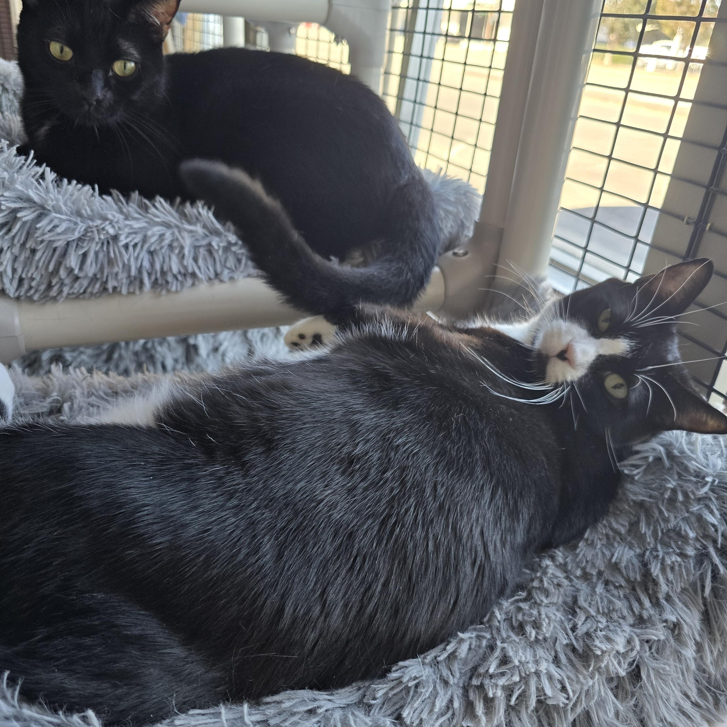 Enlarge Mama Gretchen, Gryffin & Gidget, a Adoptable mixed breed in Redwood City, CA image 1/6