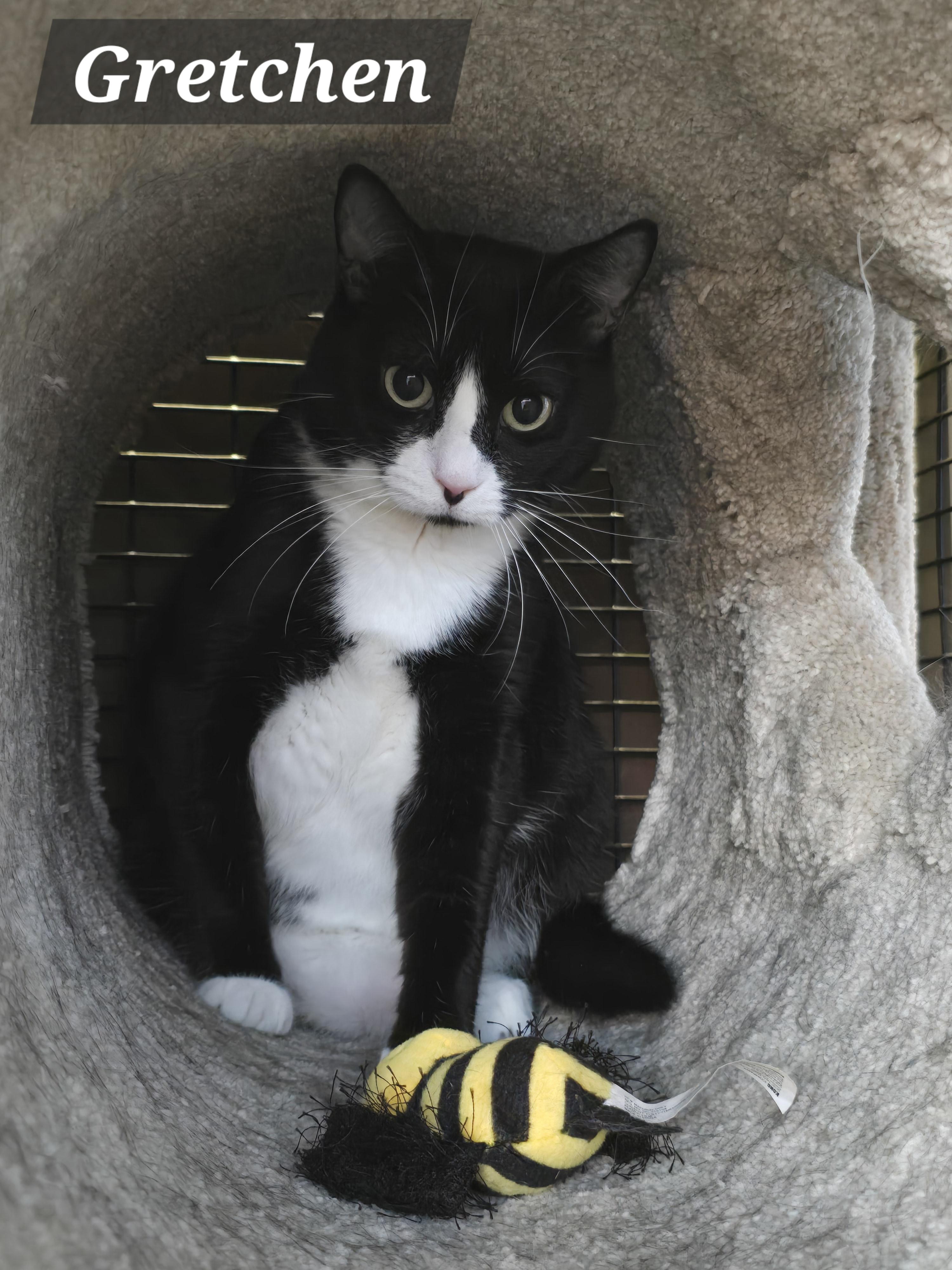 Mama Gretchen, Griffin & Gidget, Adoptable, Young Female Domestic Short Hair & Tuxedo.